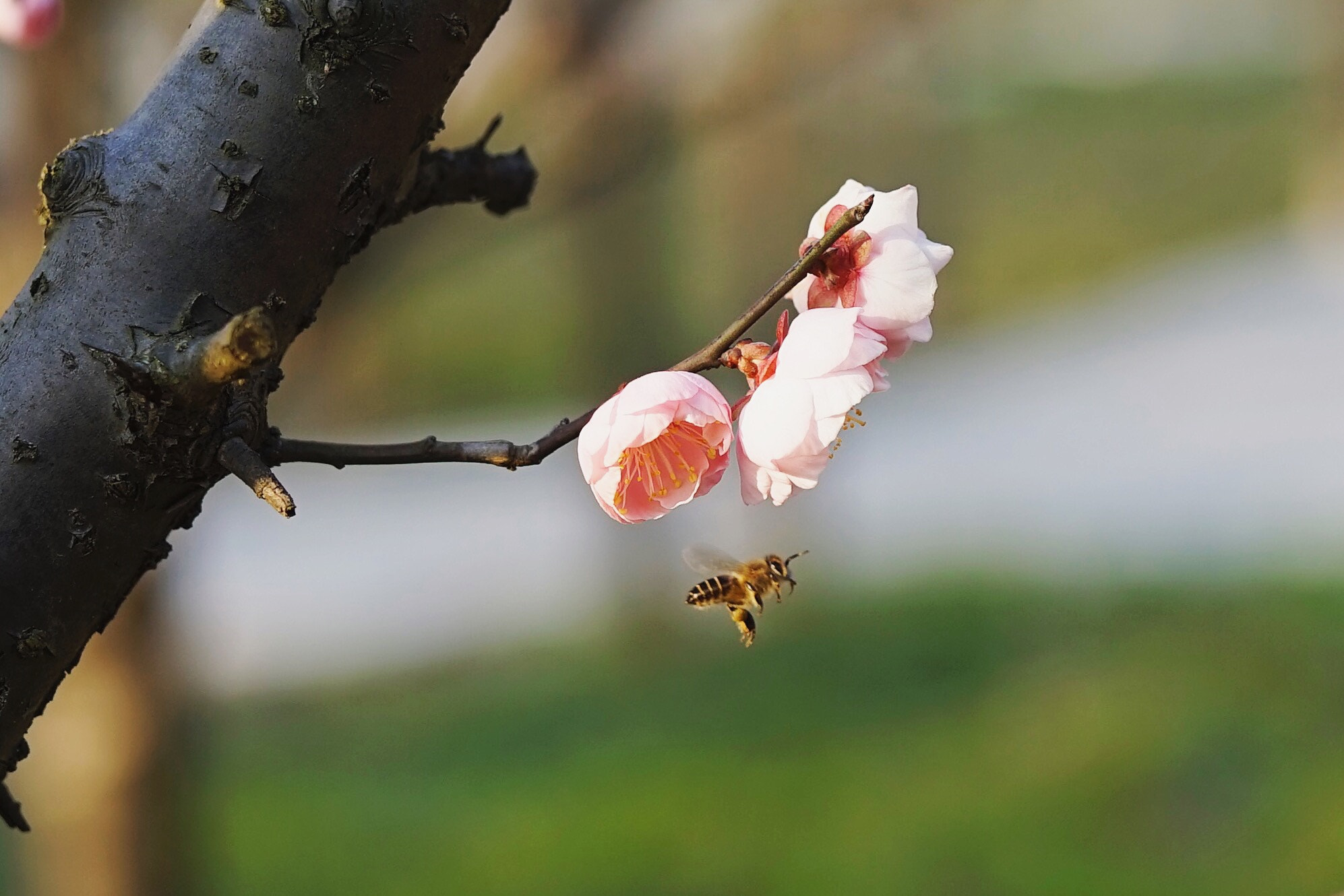 Sony a7 + Sony Planar T* FE 50mm F1.4 ZA sample photo