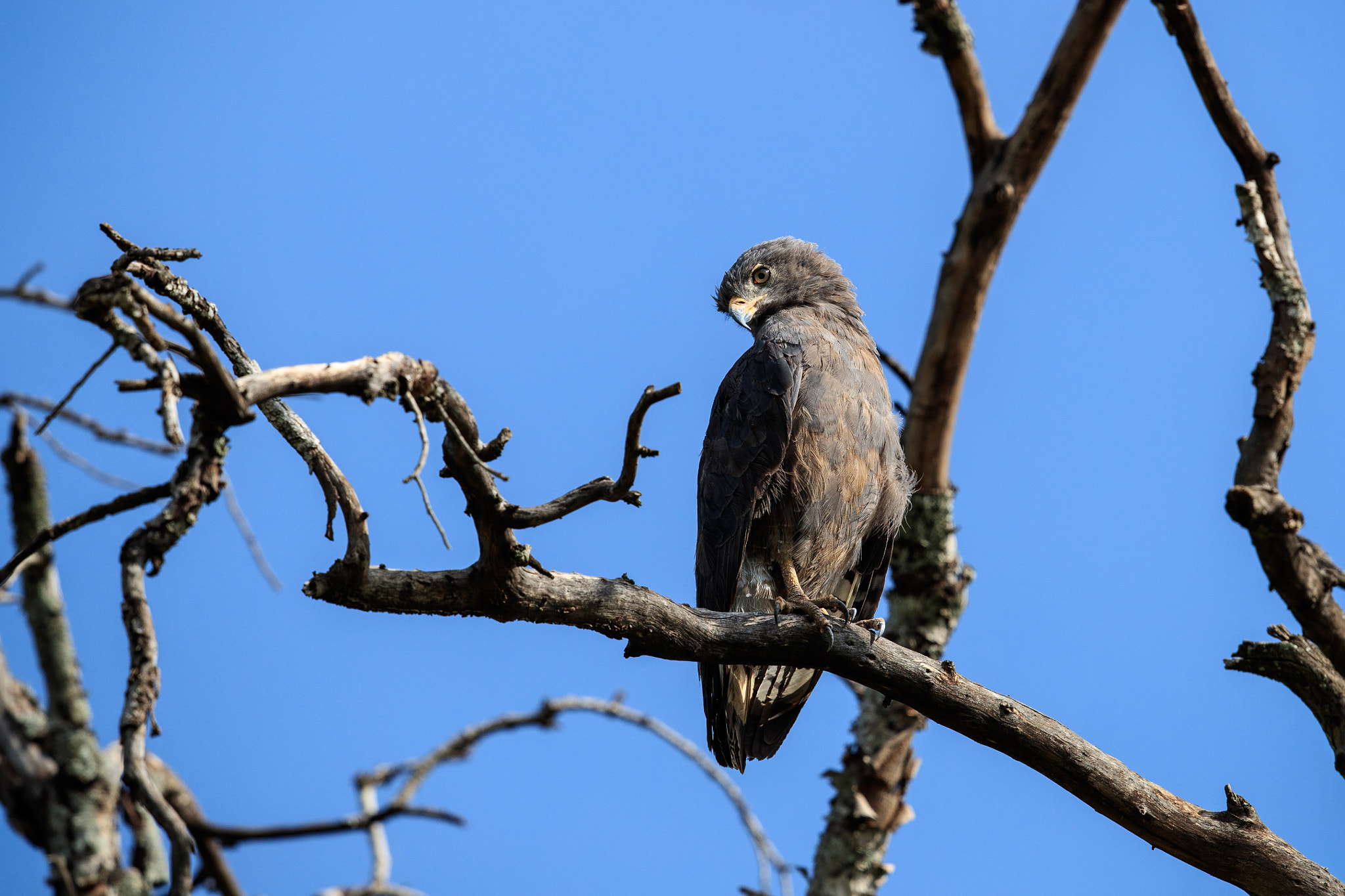 Canon EF 500mm F4L IS II USM sample photo. Keep an eye out photography