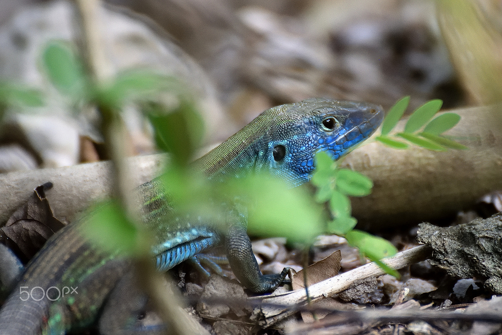 Nikon D3300 + Tamron SP 70-300mm F4-5.6 Di VC USD sample photo. Blue lyzard photography