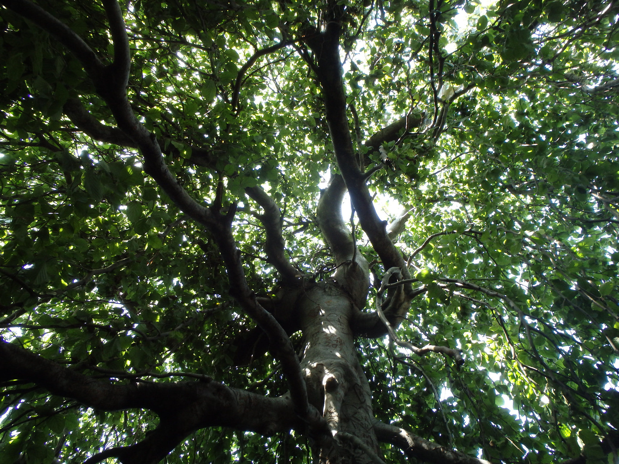 Olympus TG-830 sample photo. Under the tree photography