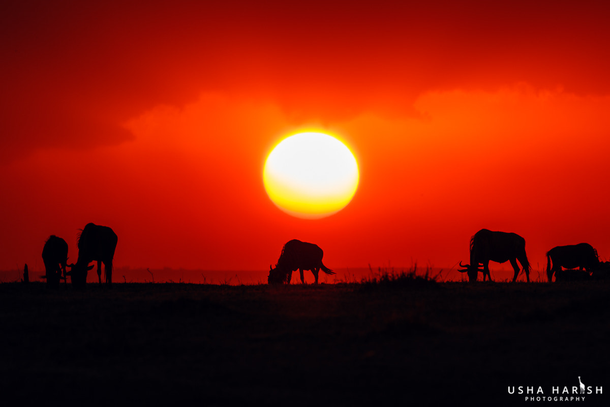 Canon EOS-1D X Mark II sample photo. Silhouetted wildebeest photography
