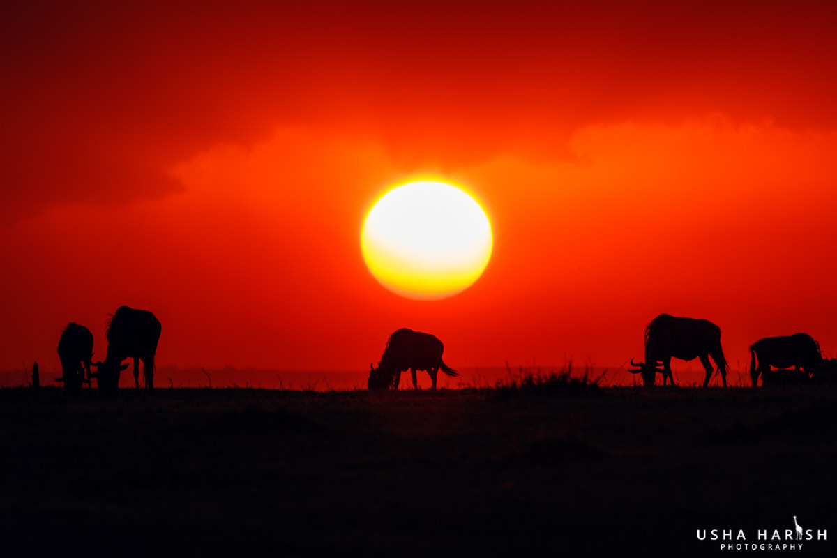 Canon EF 500mm F4L IS II USM sample photo. Silhouetted wildebeest photography