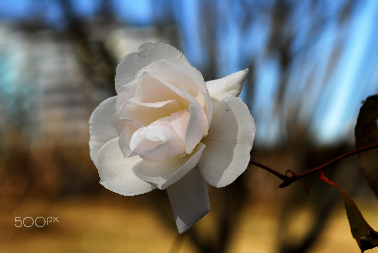 Nikon D200 + Nikon AF Micro-Nikkor 60mm F2.8D sample photo. Bloomed in italy mountain photography