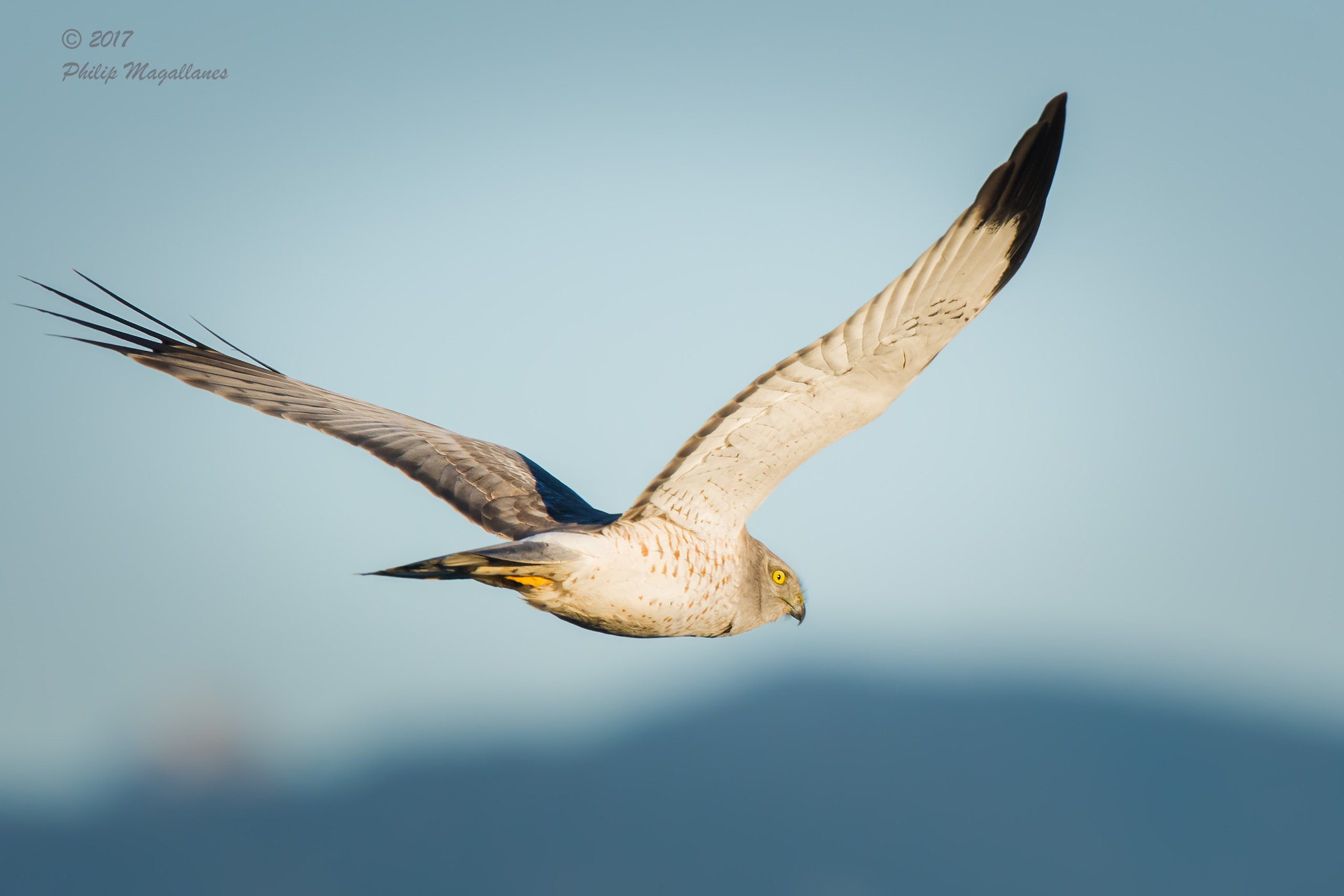 Nikon Nikkor AF-S 300mm F4E PF ED VR sample photo. Nothern harrier male in flight photography