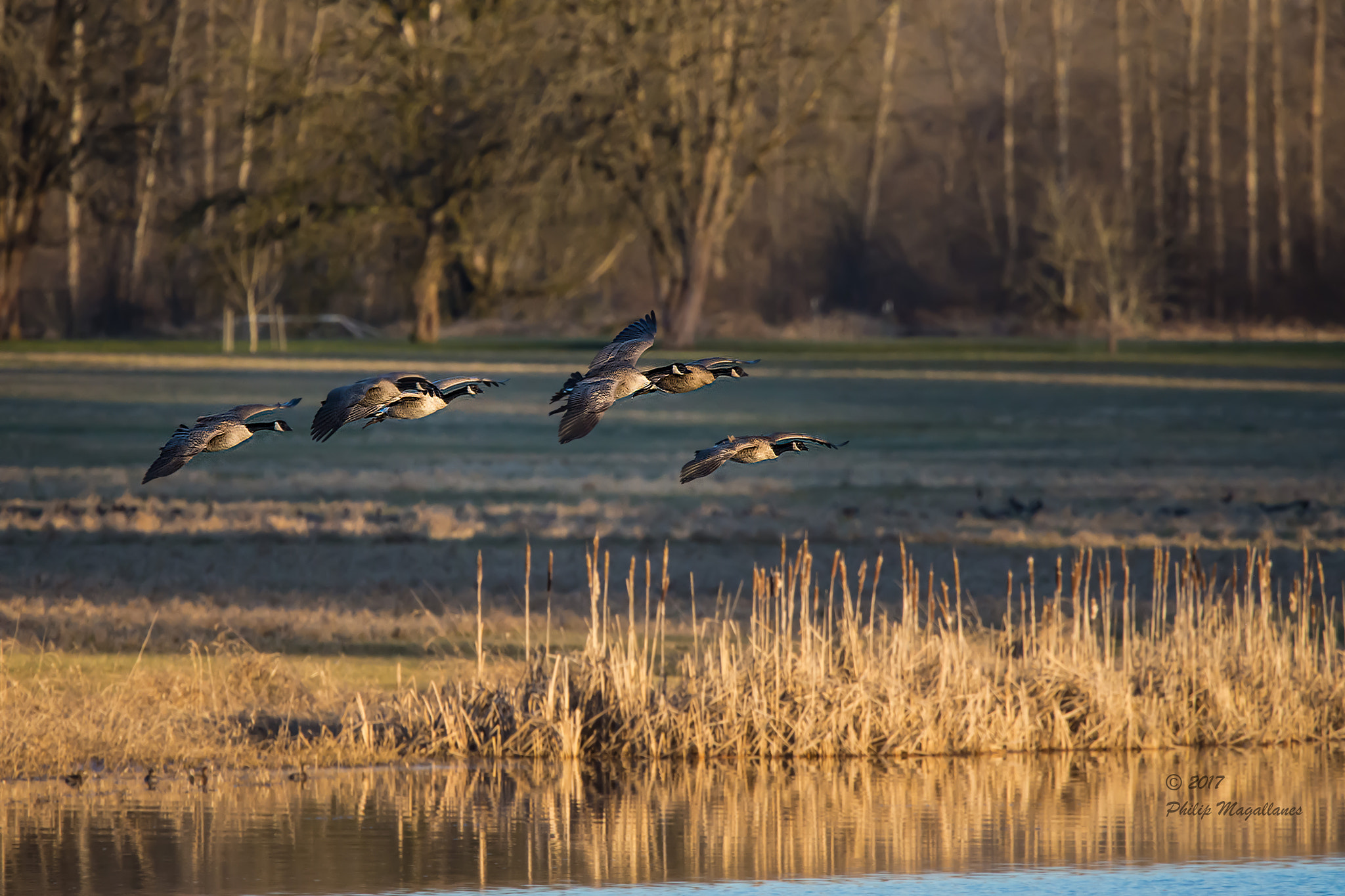 Nikon Nikkor AF-S 300mm F4E PF ED VR sample photo. Canada geese landing photography