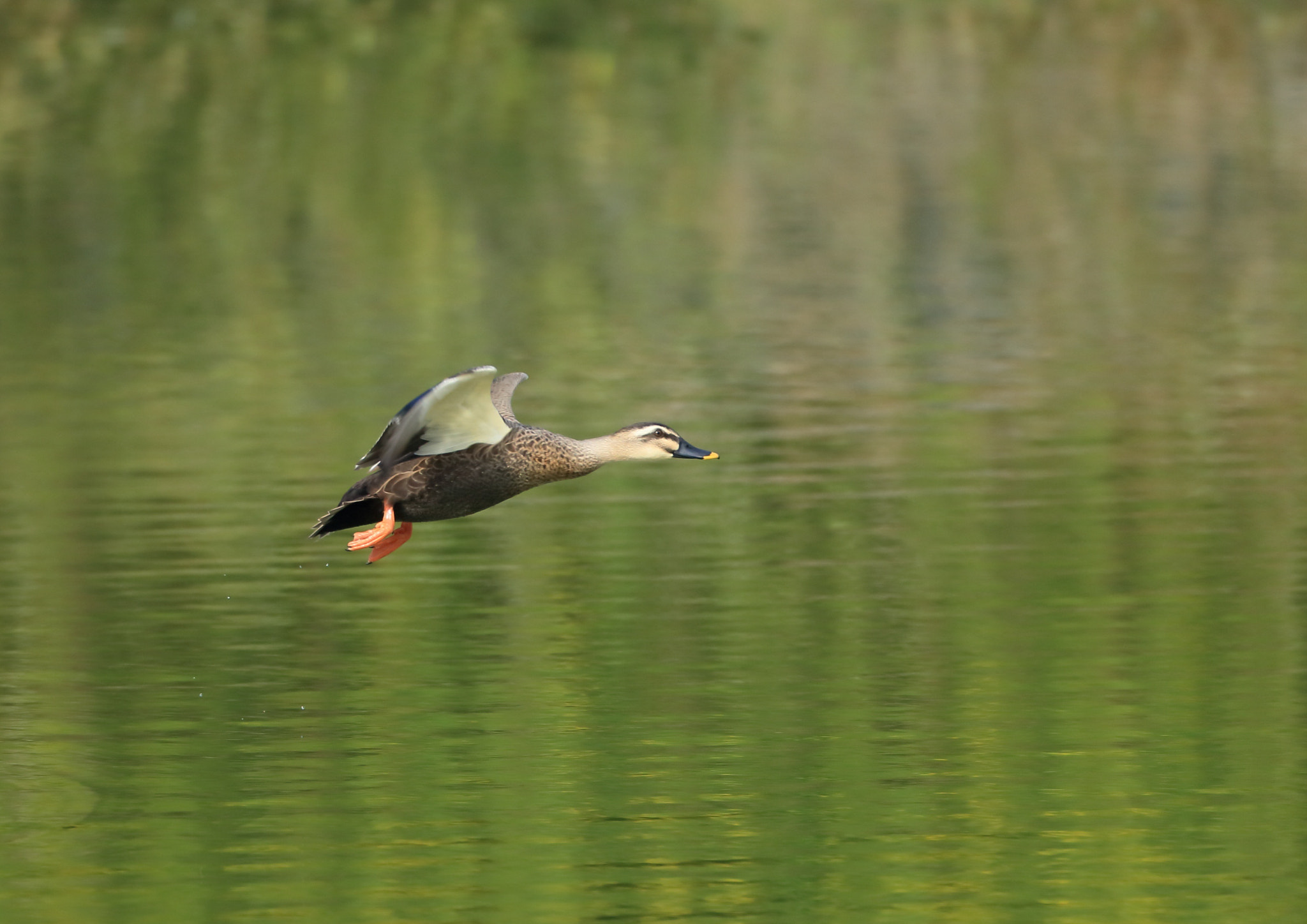 Canon EOS-1D X sample photo. カルガモ eastern spot-billed duck photography