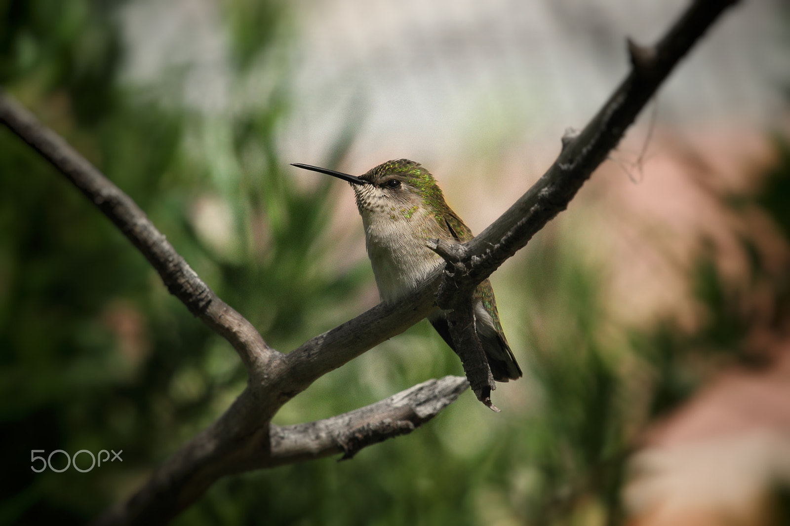 Canon EF 100-400mm F4.5-5.6L IS USM sample photo. A cute little hummer... photography
