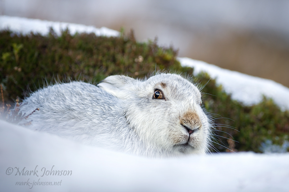 Nikon AF-S Nikkor 300mm F2.8G ED VR II sample photo. Mountain hare (lepus timidus) photography