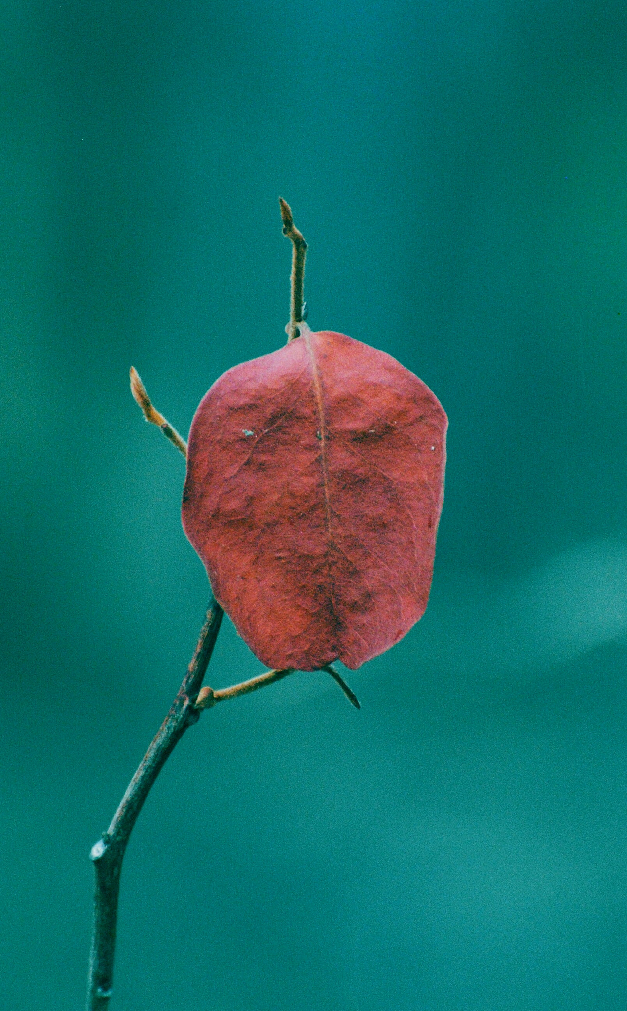 Nikon D3000 sample photo. Untitled photography