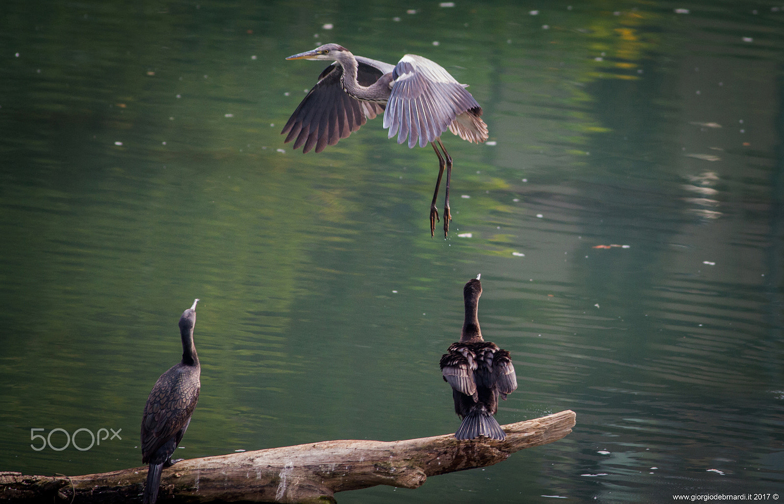 Canon EF 400mm F5.6L USM sample photo. Hello photography