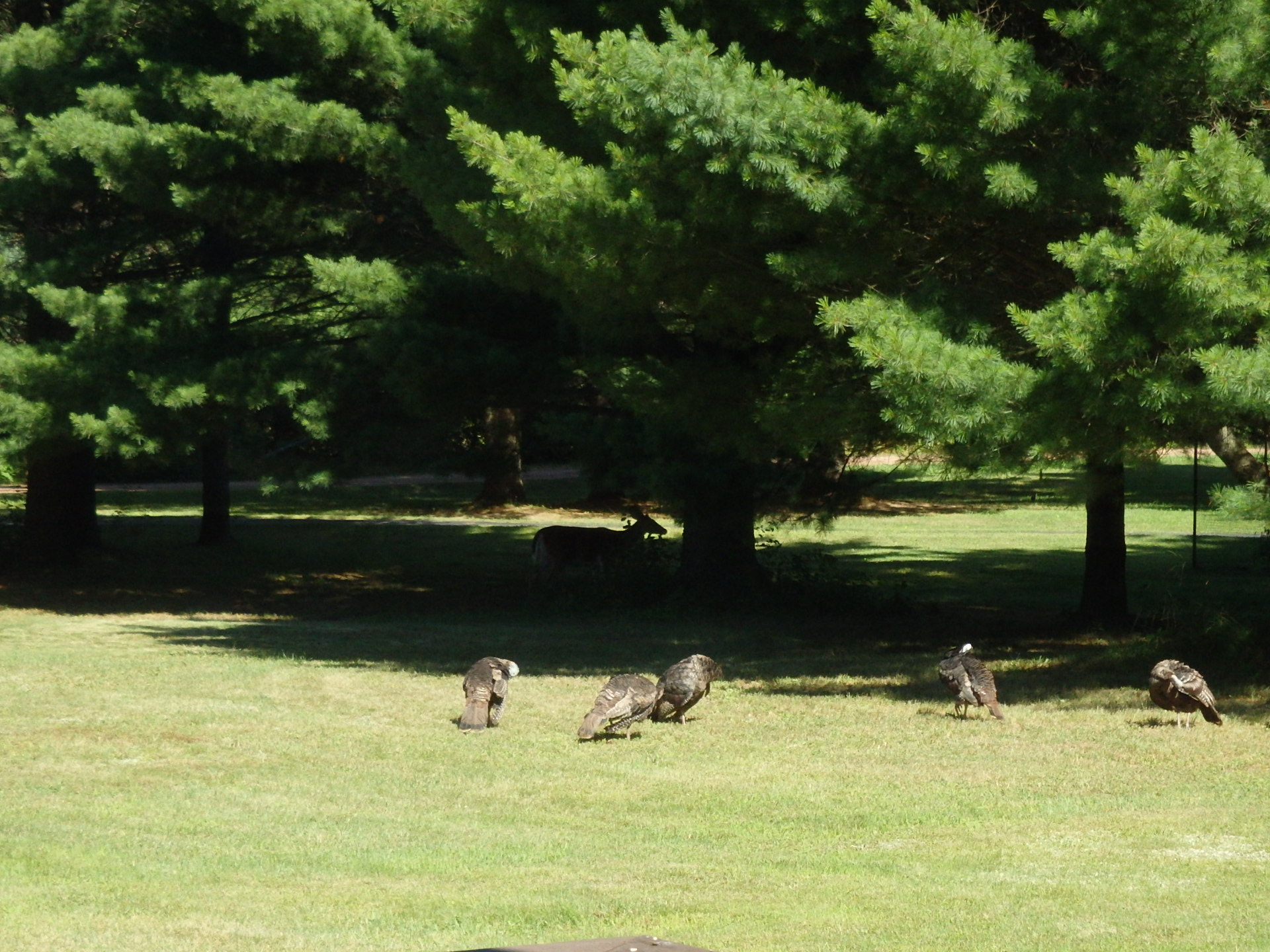 Olympus TG-830 sample photo. Animals in the yard photography