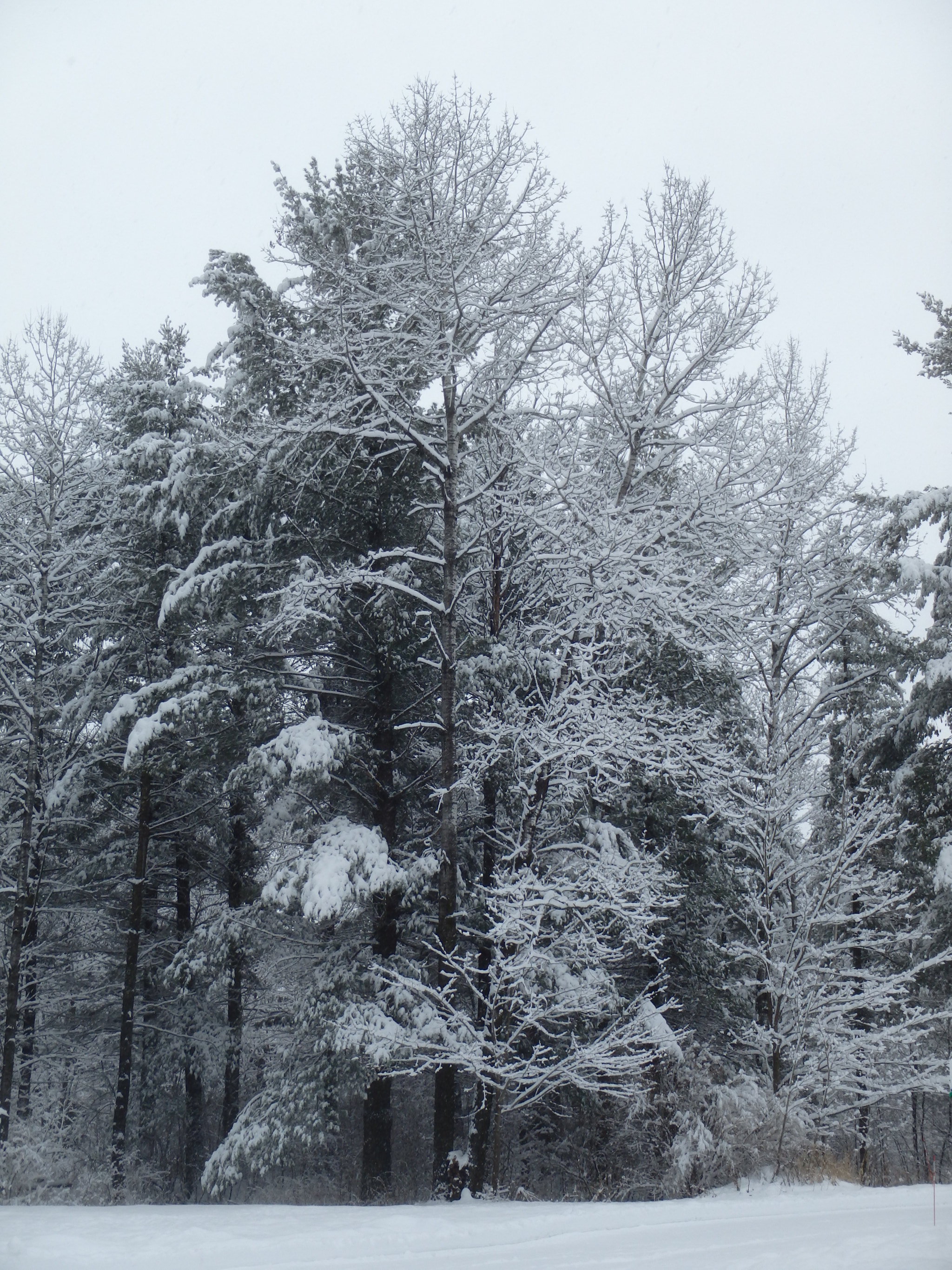 Olympus TG-830 sample photo. Winter trees photography