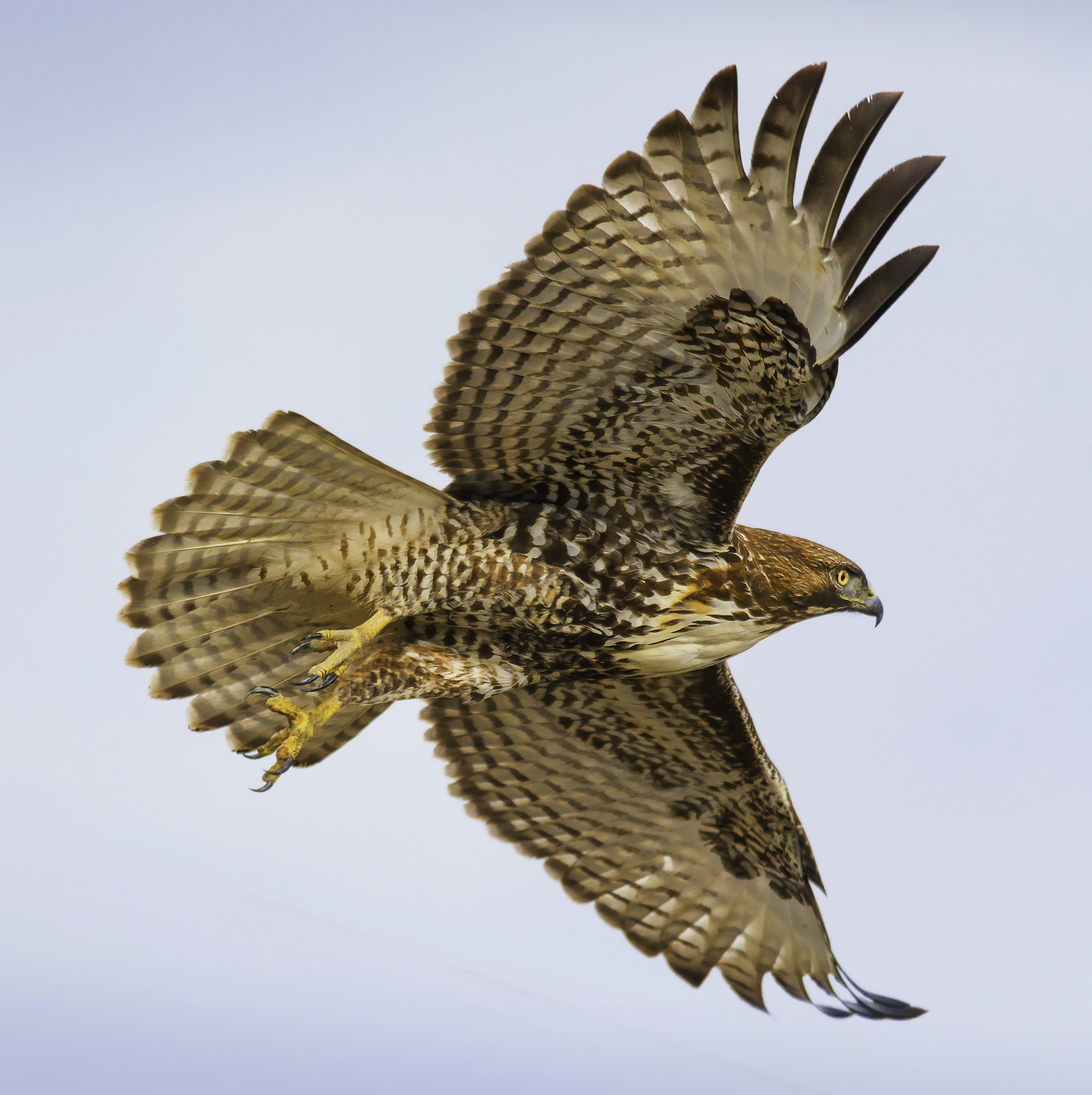 Nikon D800E sample photo. Red tail hawk photography