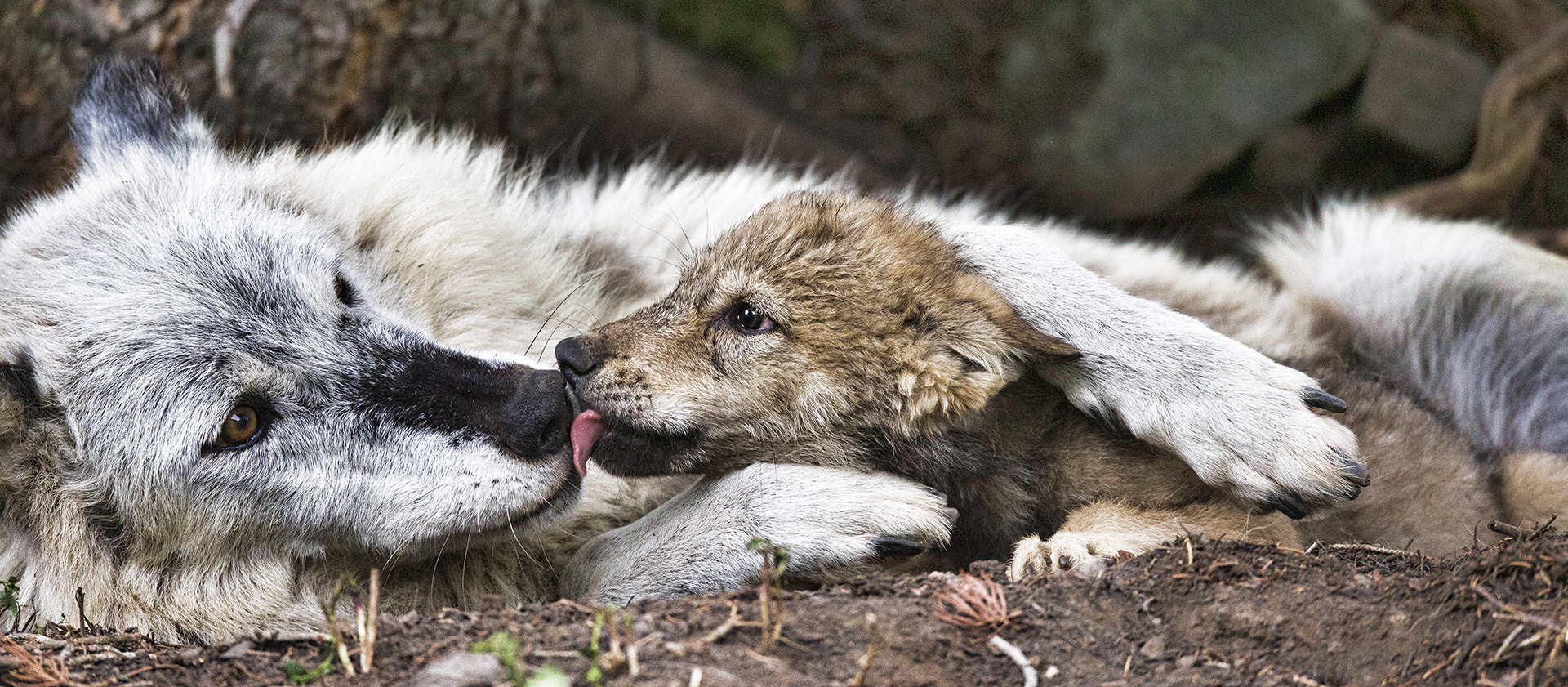 Canon EF 800mm F5.6L IS USM sample photo. Kisses for mama photography