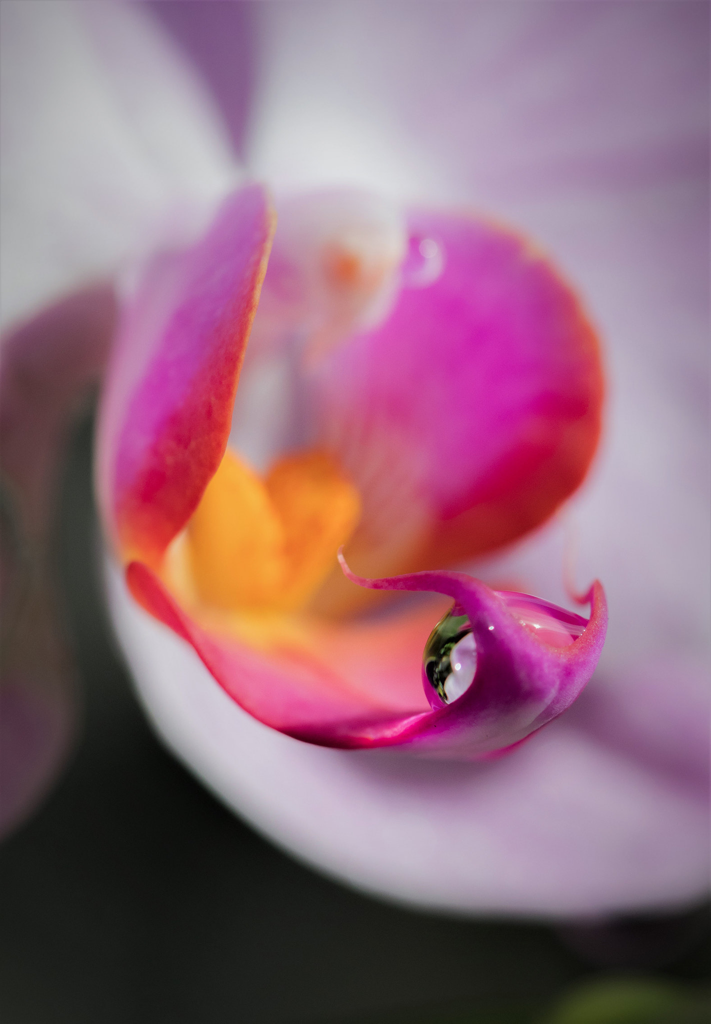 Canon EF 100mm F2.8 Macro USM sample photo. Orchid with a drop photography
