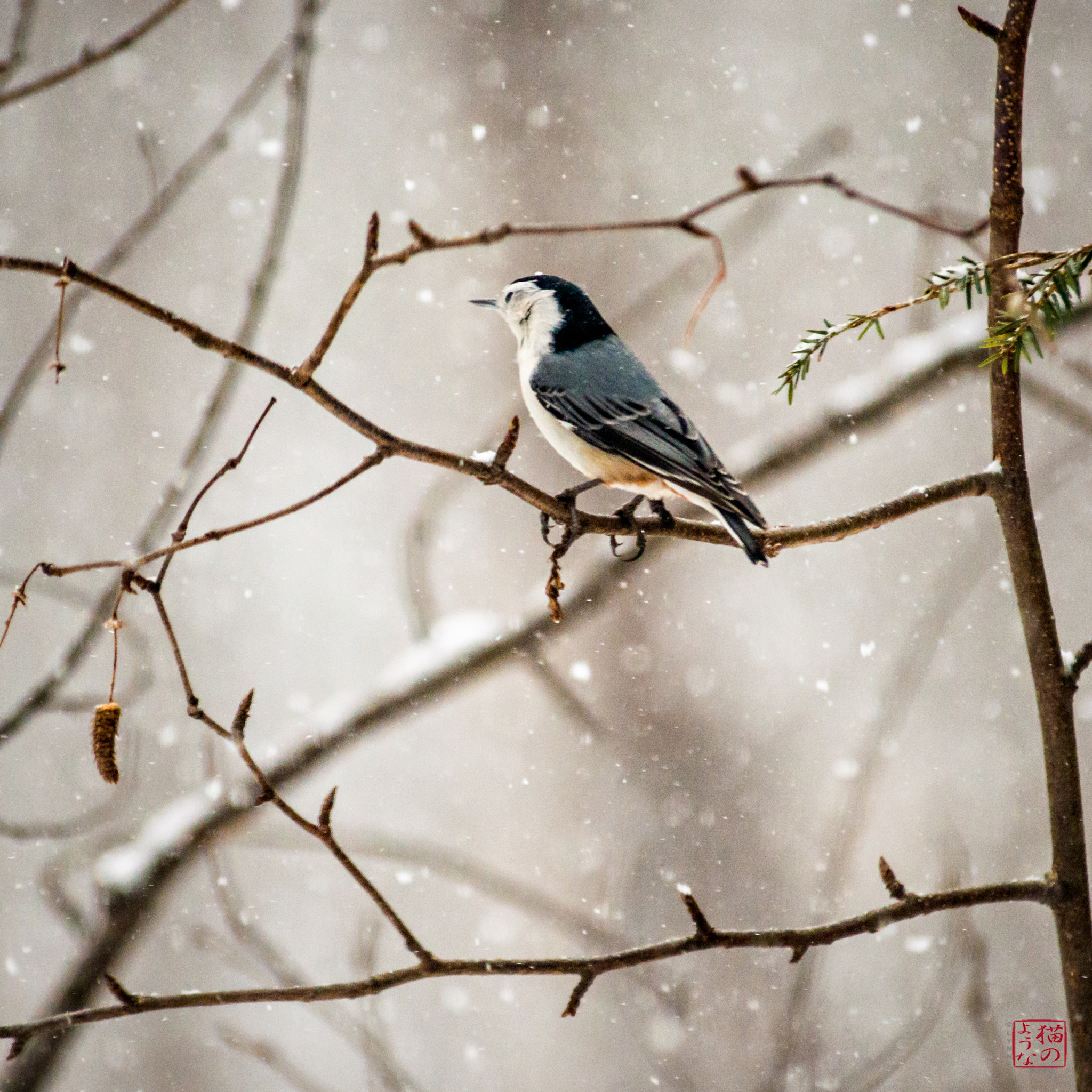 Nikon D800 sample photo. Nuthatch in snow photography