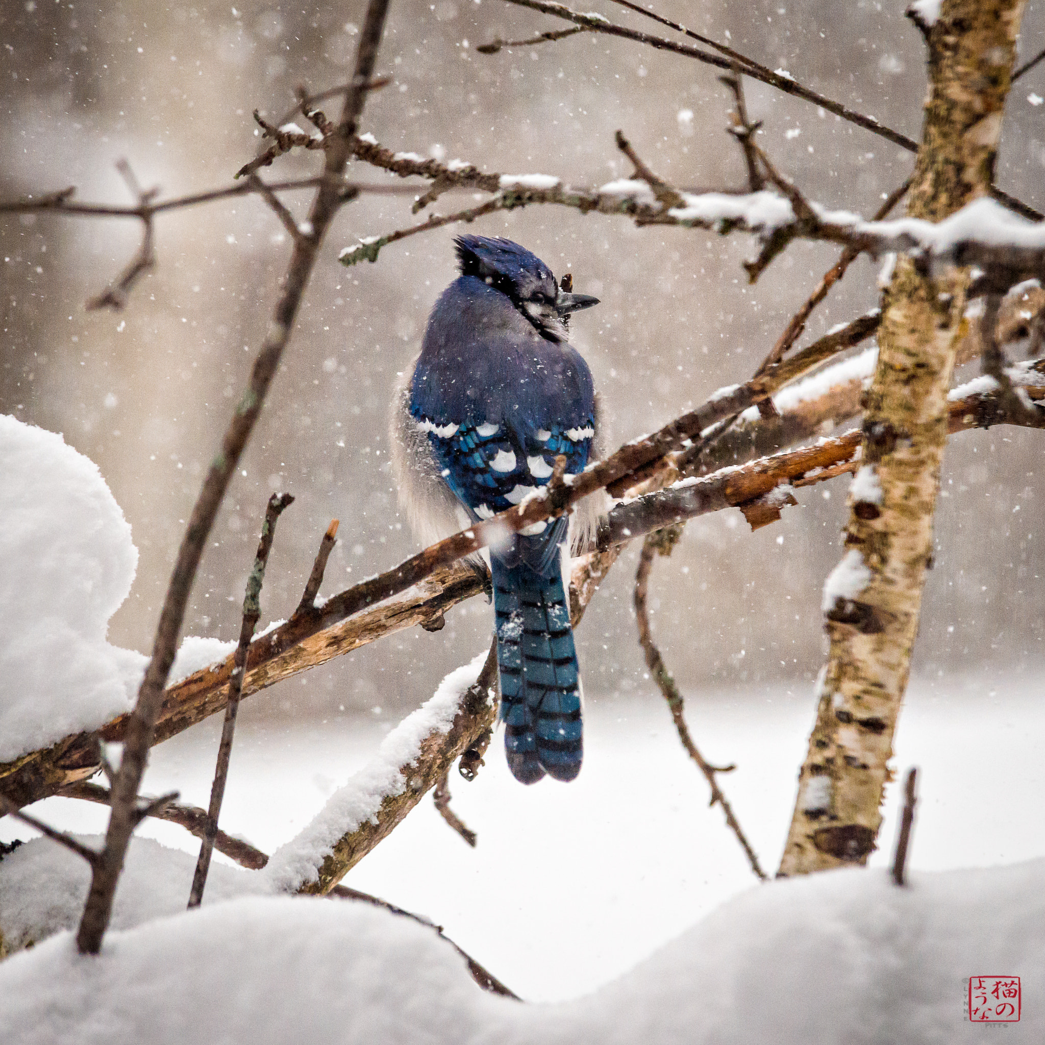Nikon D800 sample photo. Snowing on the bluejay photography