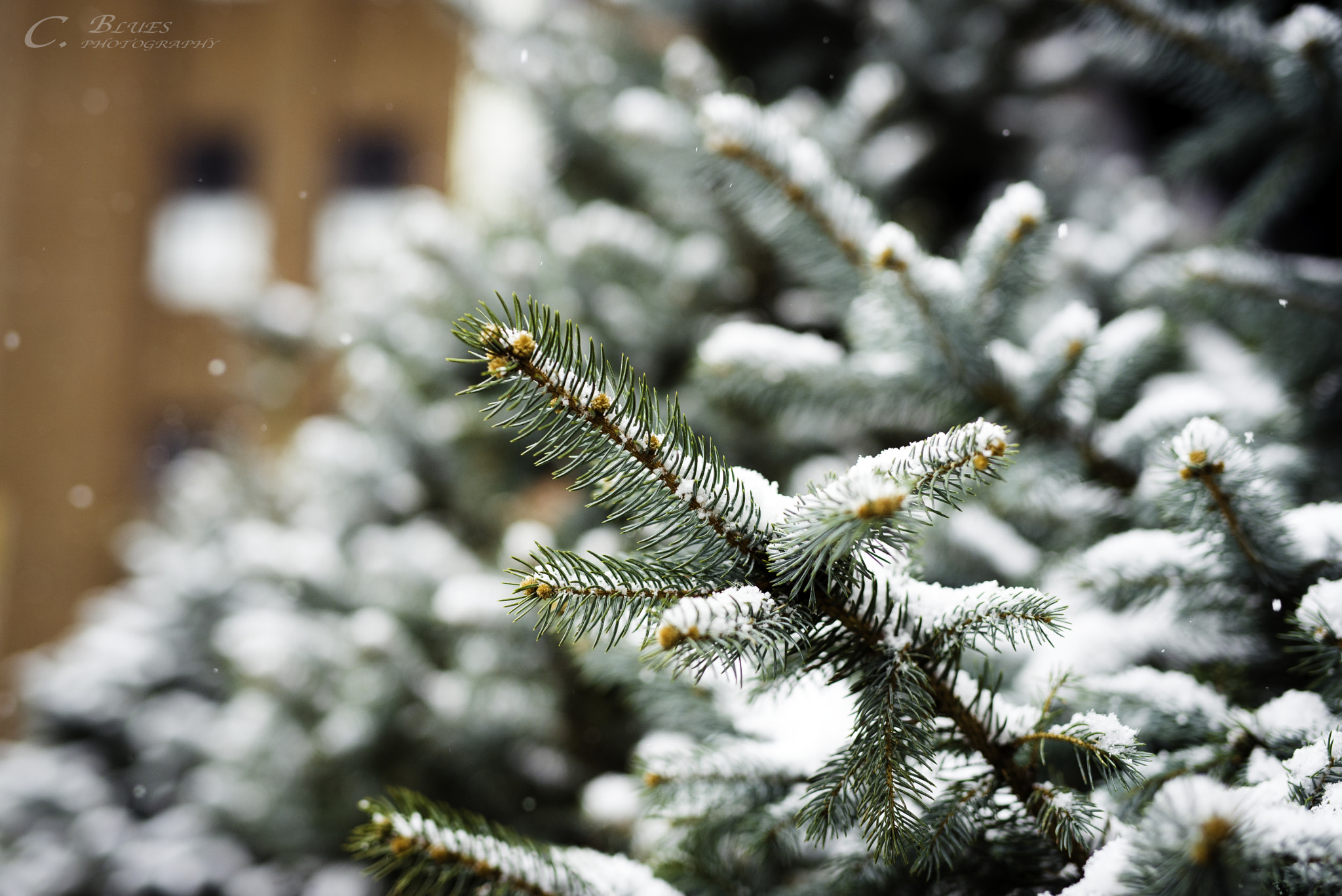 Nikon D610 + Sigma 50mm F1.4 DG HSM Art sample photo. Snowing photography