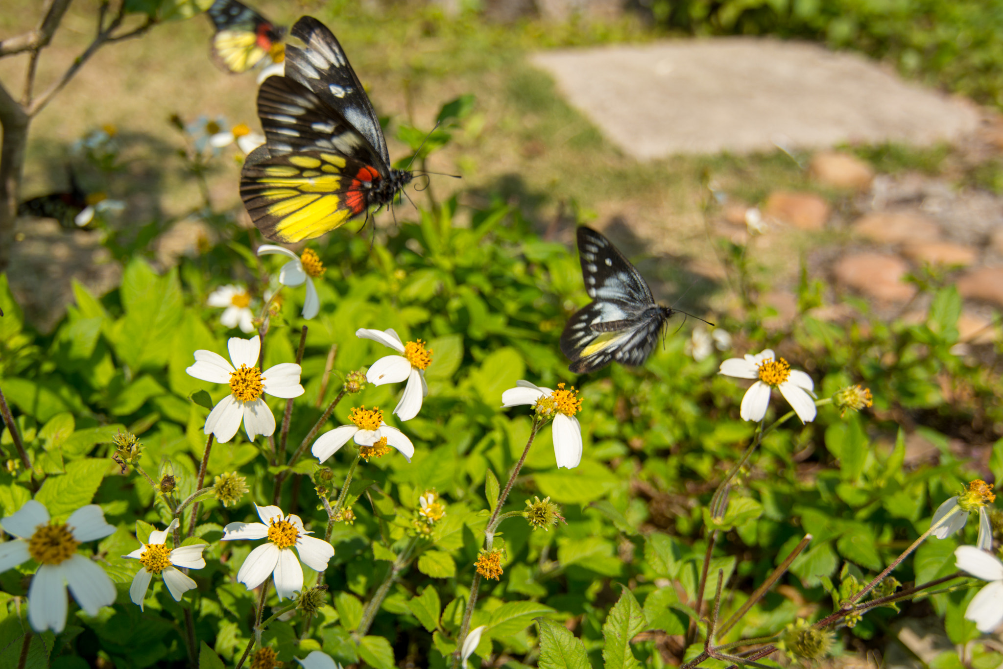 Nikon D7100 + Tokina AT-X Pro 12-24mm F4 (IF) DX sample photo. Butterflies photography