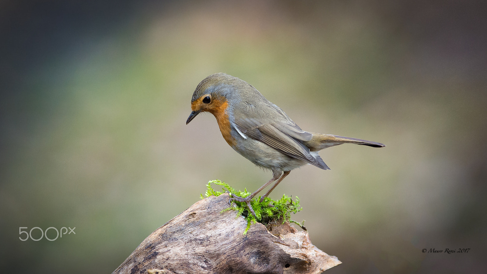 Nikon AF-S Nikkor 300mm F2.8G ED VR II sample photo. "reflcting" - robin - pettirosso. photography