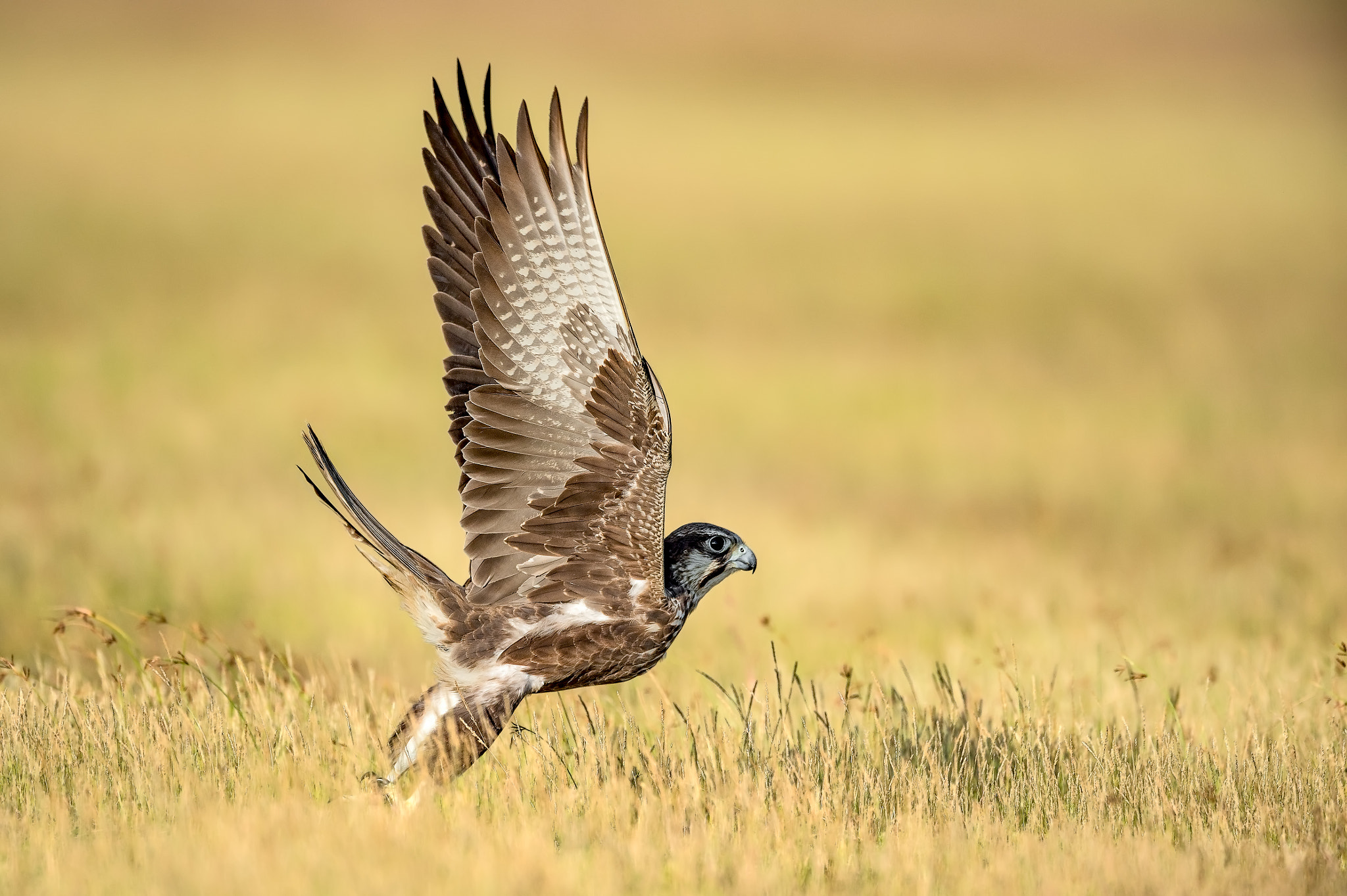 Nikon AF-S Nikkor 600mm F4E FL ED VR sample photo. Laggar falcon, tamil nadu, india photography