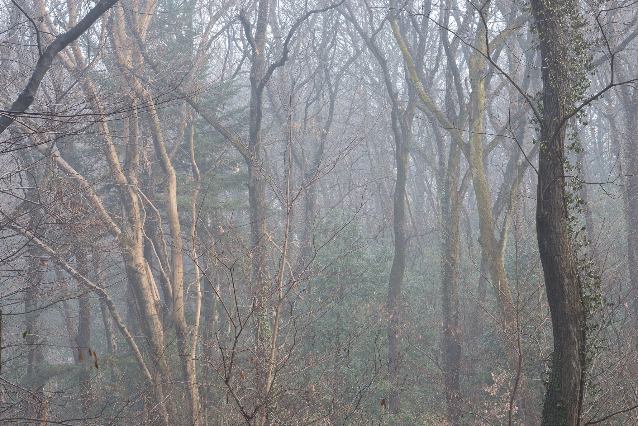 Nikon D800 sample photo. Forest rhythm photography