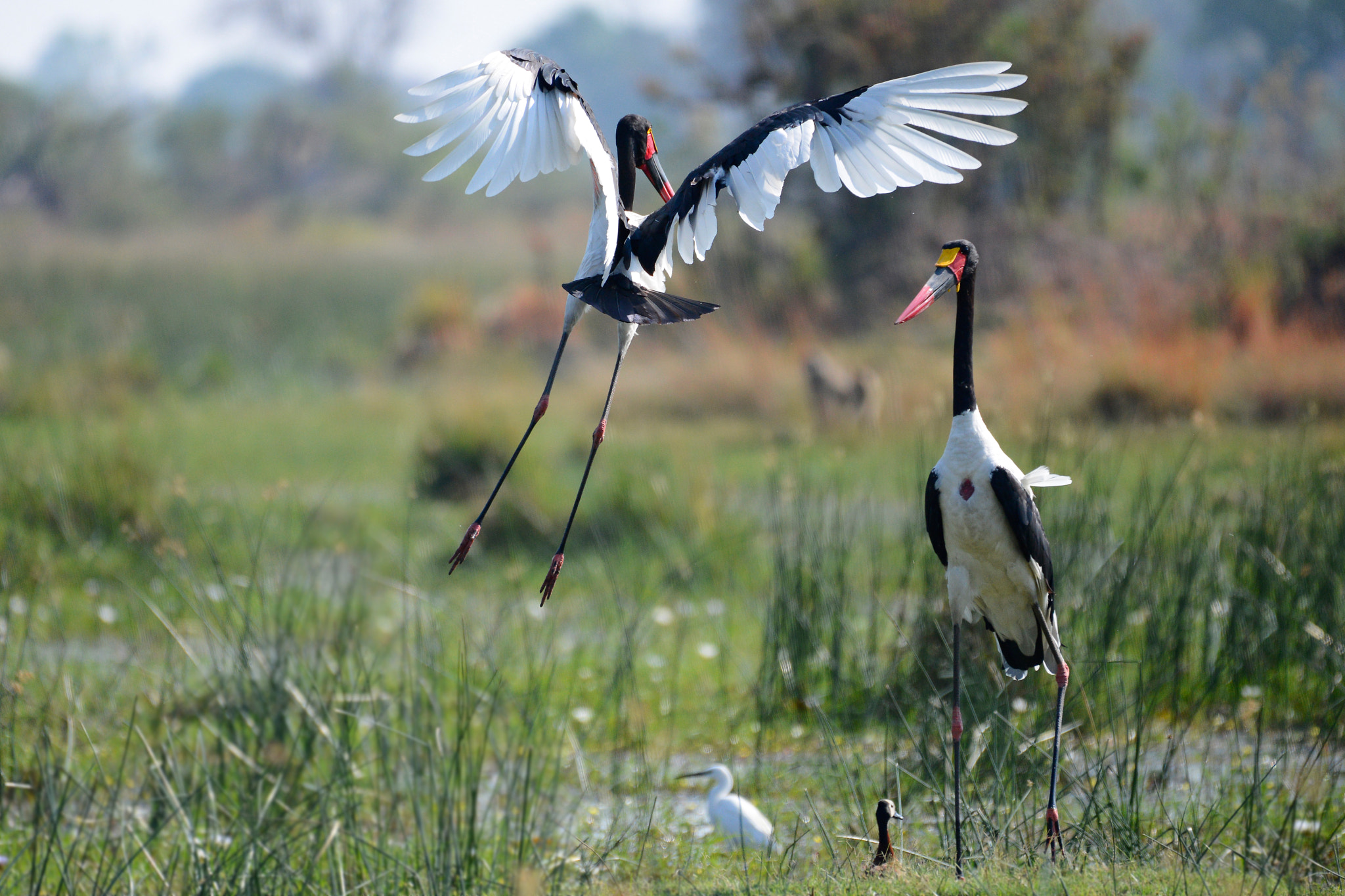 Nikon AF-S Nikkor 200-500mm F5.6E ED VR sample photo. Trying to impress photography