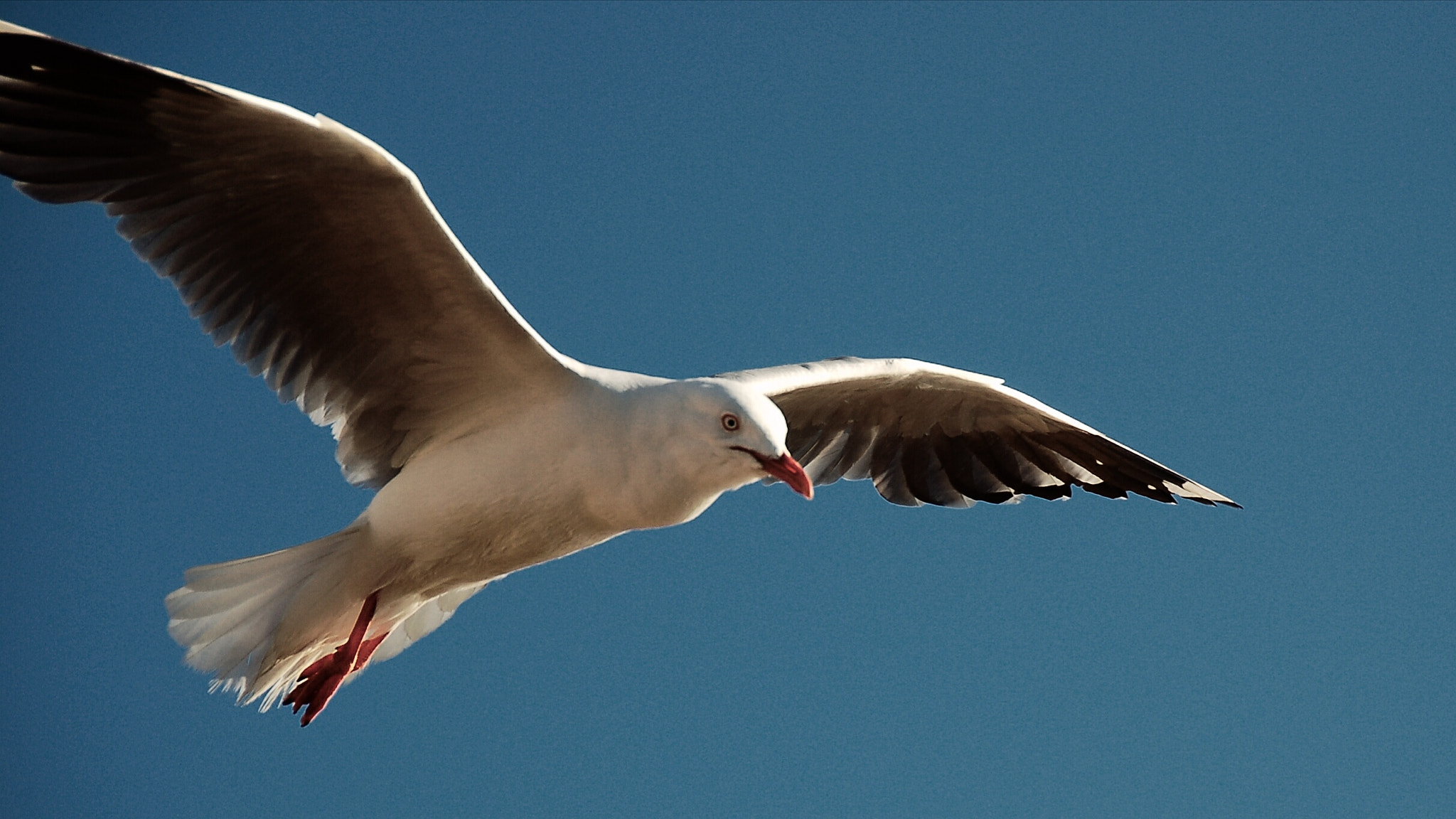 Nikon D50 sample photo. Not an flying owl,  but nice!  photography