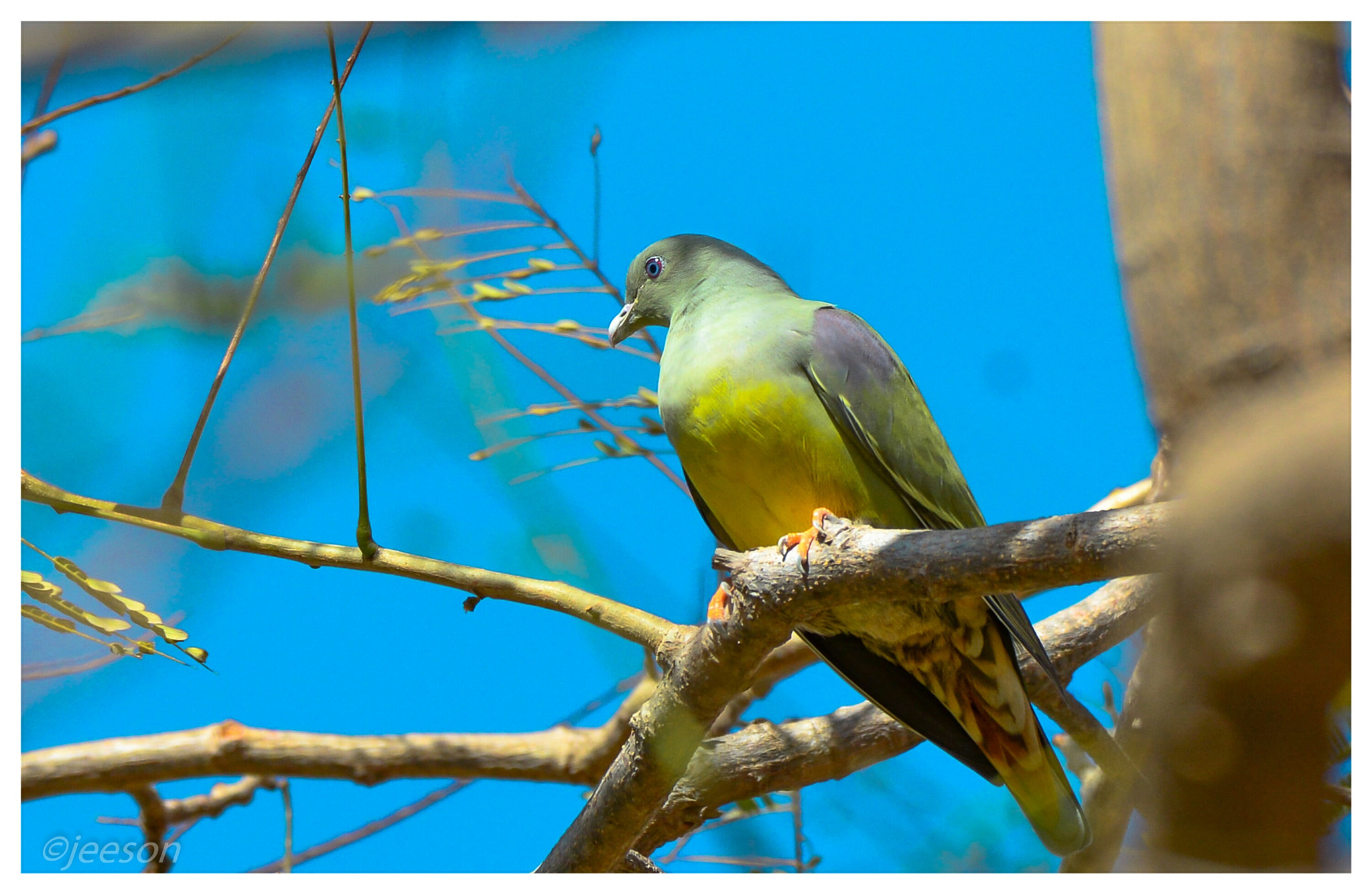 Nikon AF-S Nikkor 200-500mm F5.6E ED VR sample photo