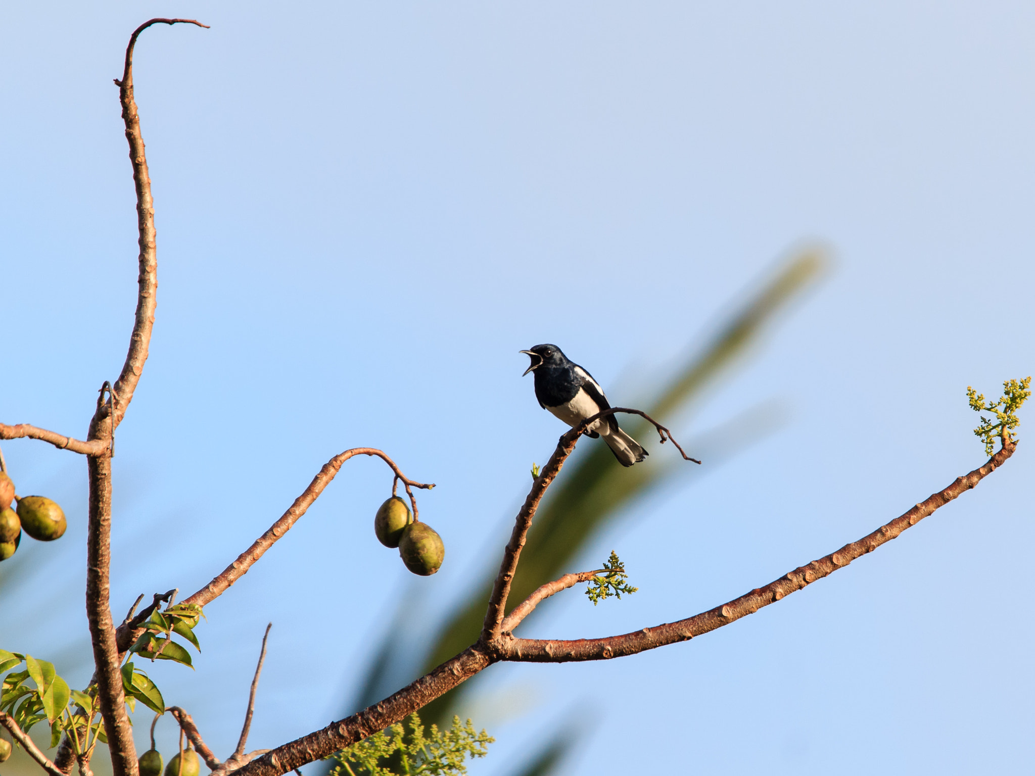 Tamron SP 150-600mm F5-6.3 Di VC USD sample photo. Oriental magpie-robin photography