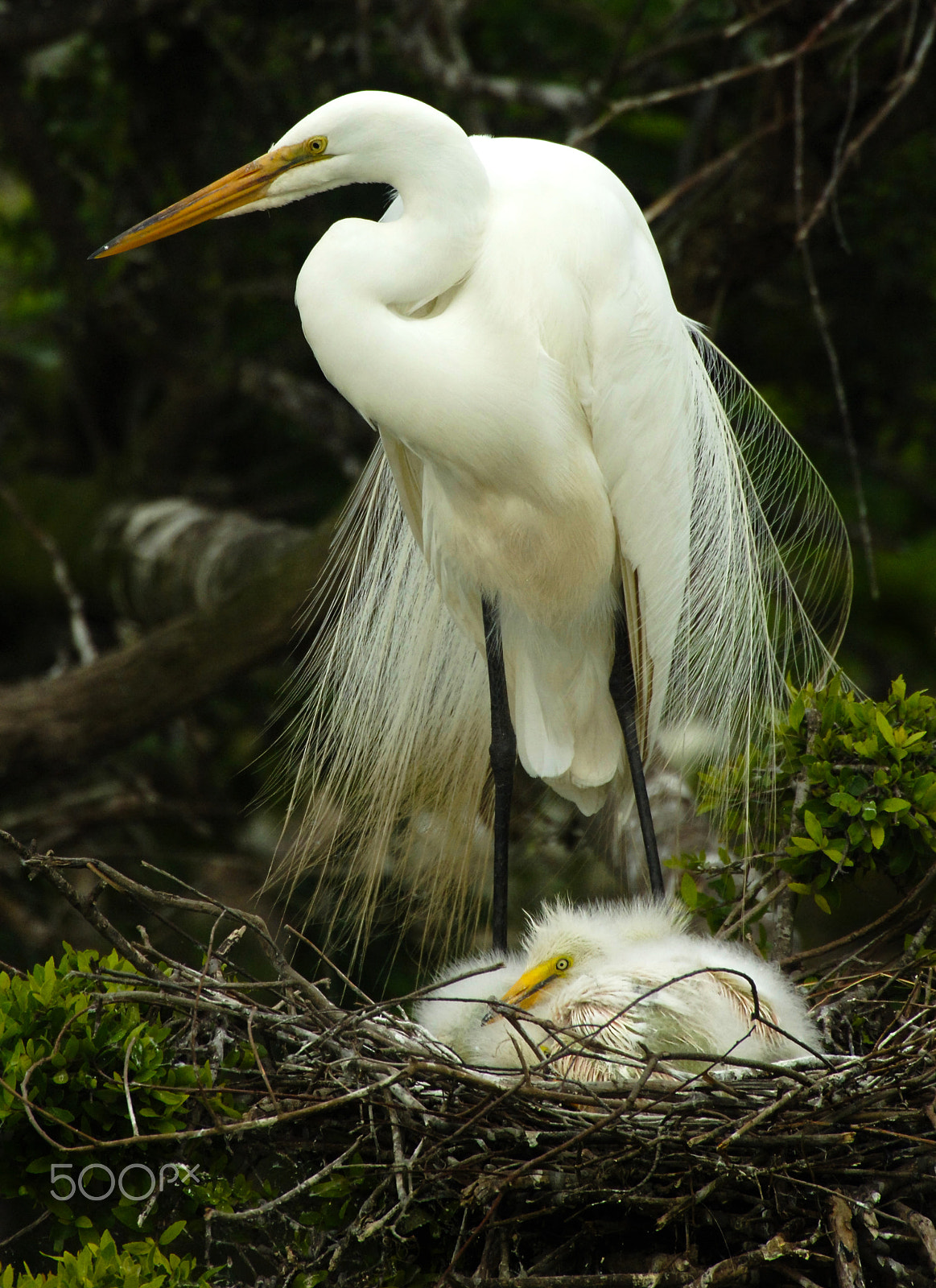Nikon AF-S Nikkor 500mm F4D ED-IF II sample photo. Majestic great white egret 1 photography