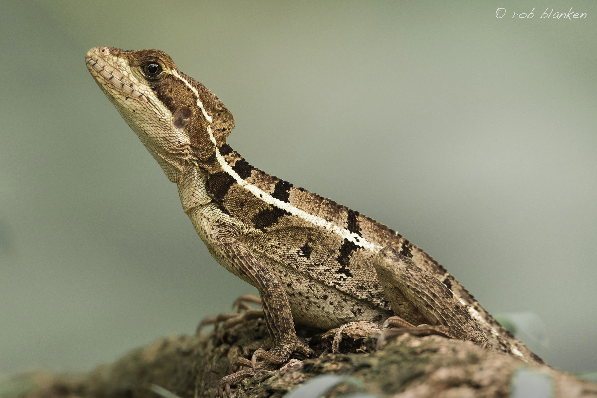 Sigma 150-600mm F5-6.3 DG OS HSM | S sample photo. Jezus christ lizard photography