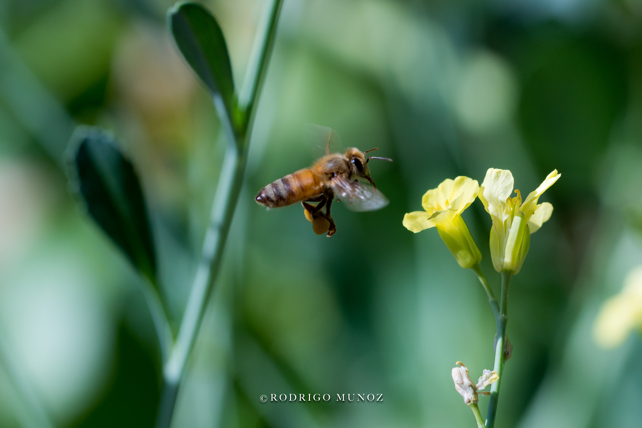 Sony a6500 + Canon EF 100mm F2.8L Macro IS USM sample photo. Prepare for landing photography