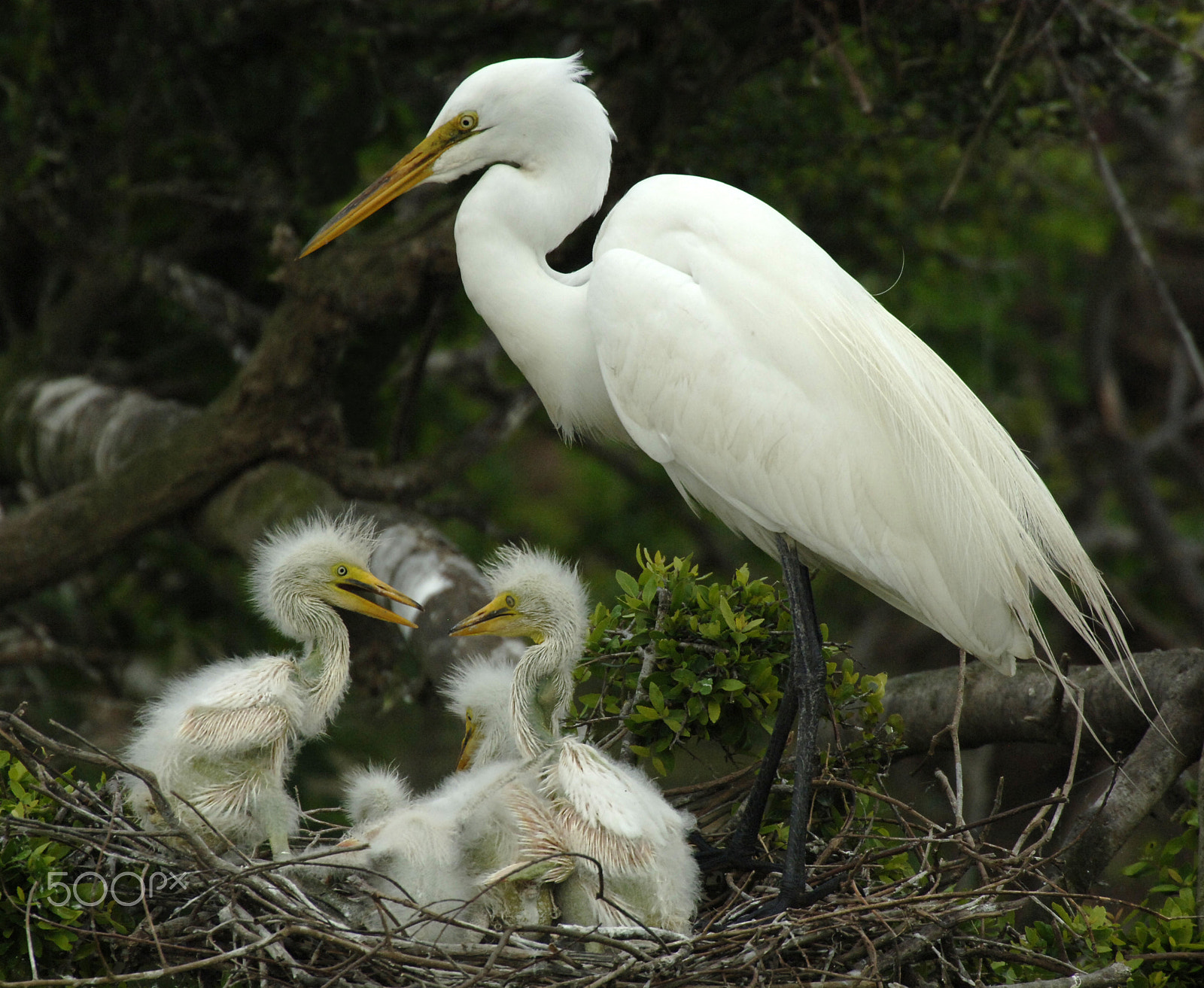 Nikon AF-S Nikkor 500mm F4D ED-IF II sample photo. Majestic great white egret 3 photography
