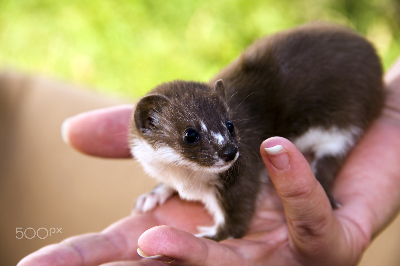 Canon EOS 40D sample photo. Weasel on hand photography