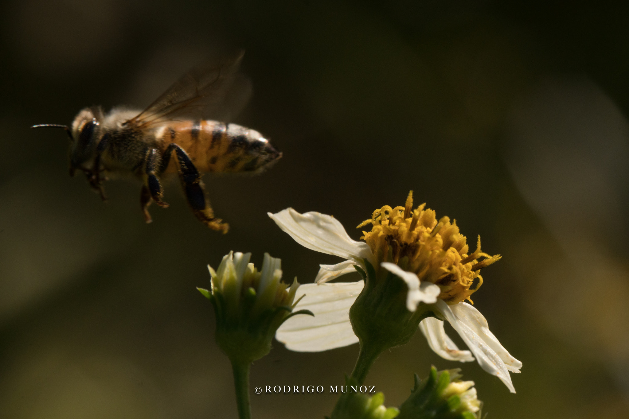 Sony a6500 + Canon EF 100mm F2.8L Macro IS USM sample photo. Take off photography