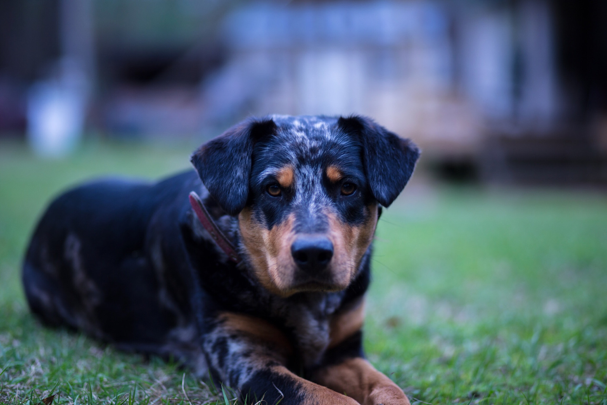 Canon EF 85mm F1.8 USM sample photo. She always pose for me photography