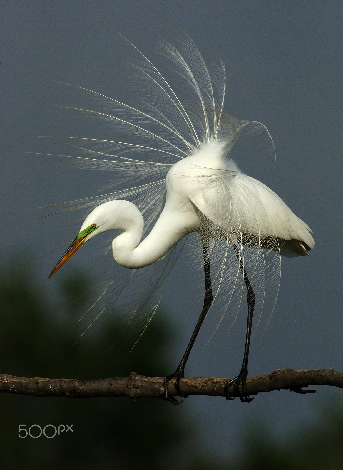 Nikon AF-S Nikkor 500mm F4D ED-IF II sample photo. Majestic great white egret 4 photography