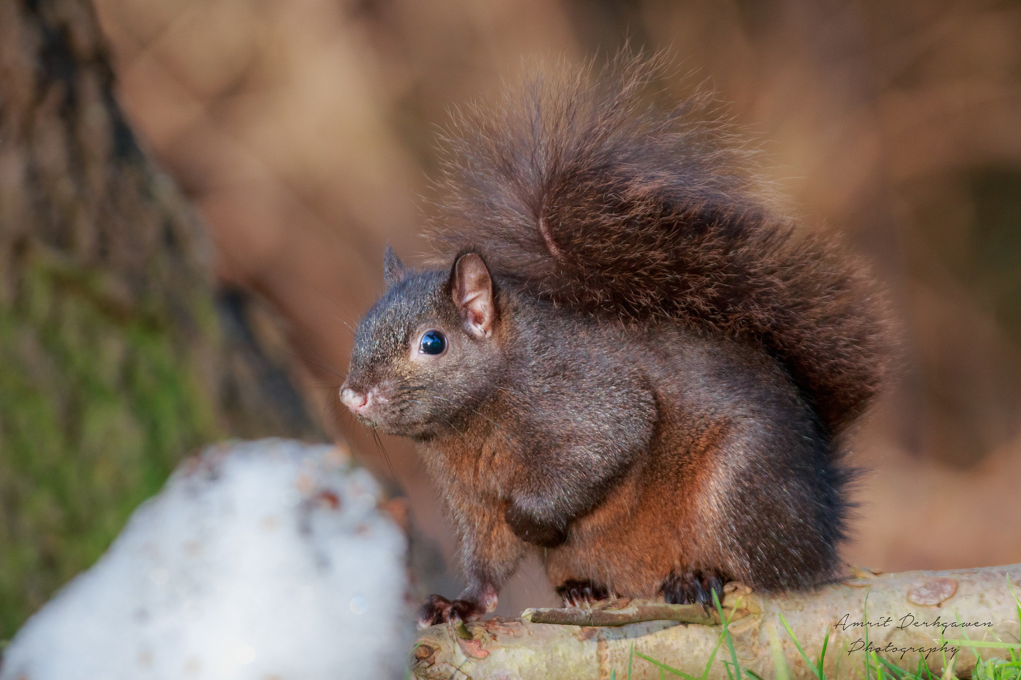 150-600mm F5-6.3 DG OS HSM | Contemporary 015 sample photo. A squirrel photography