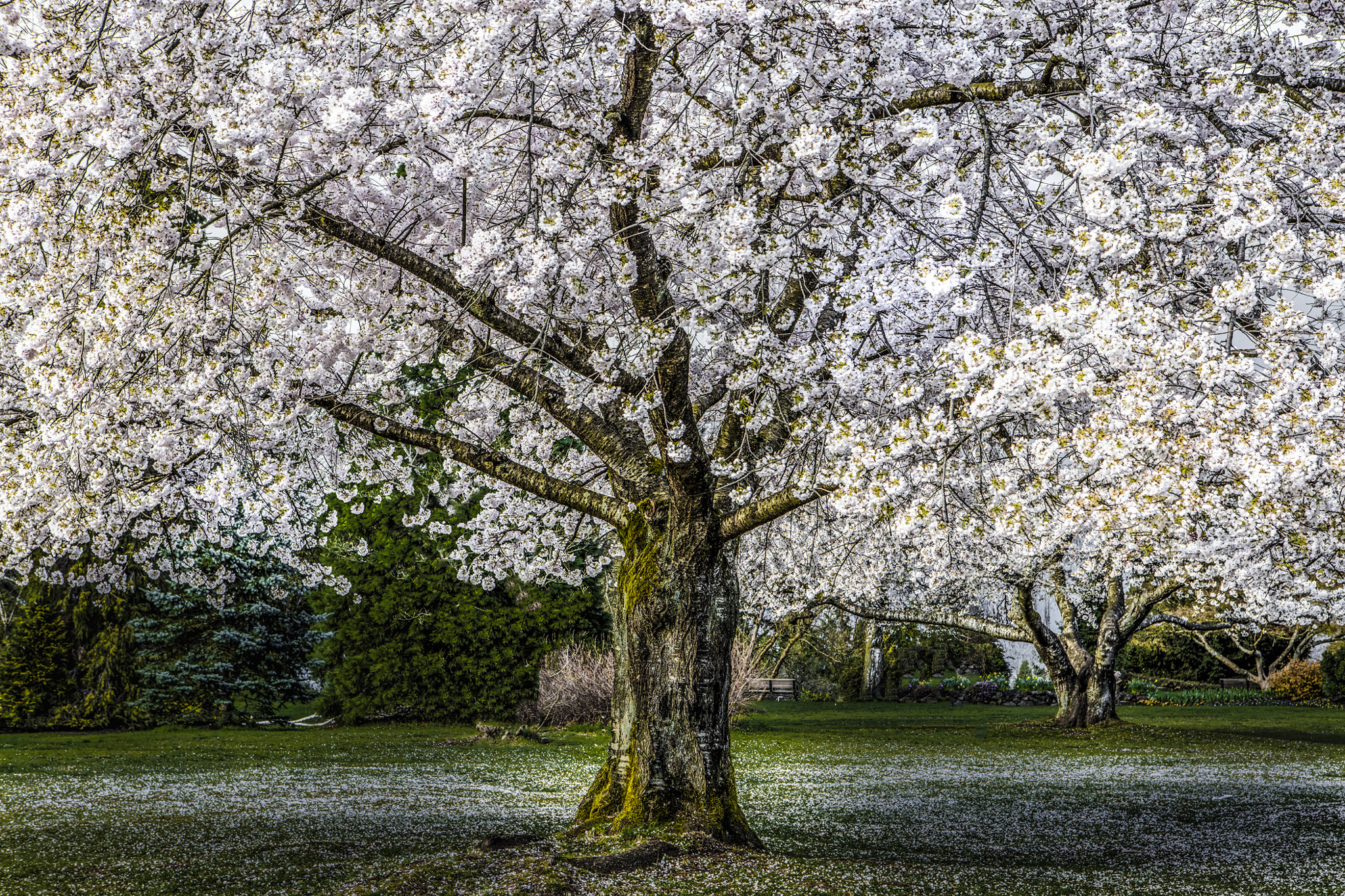 Canon EOS 5DS R sample photo. White cherry trees photography