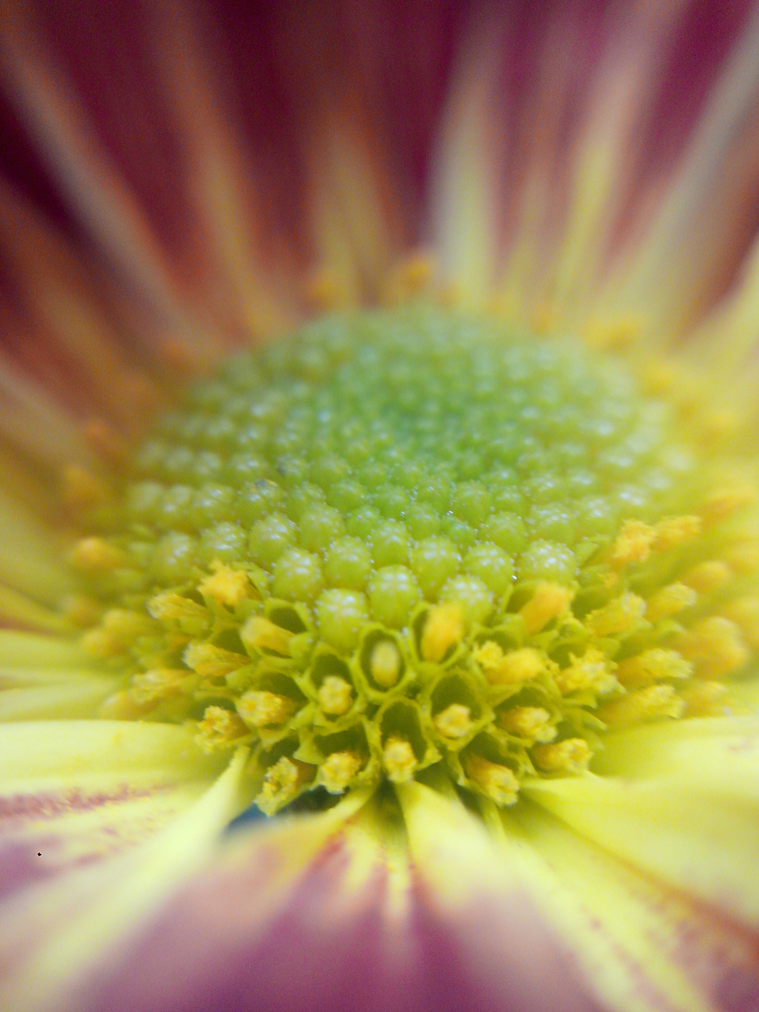Motorola RAZR D3 sample photo. Sunrise flower photography