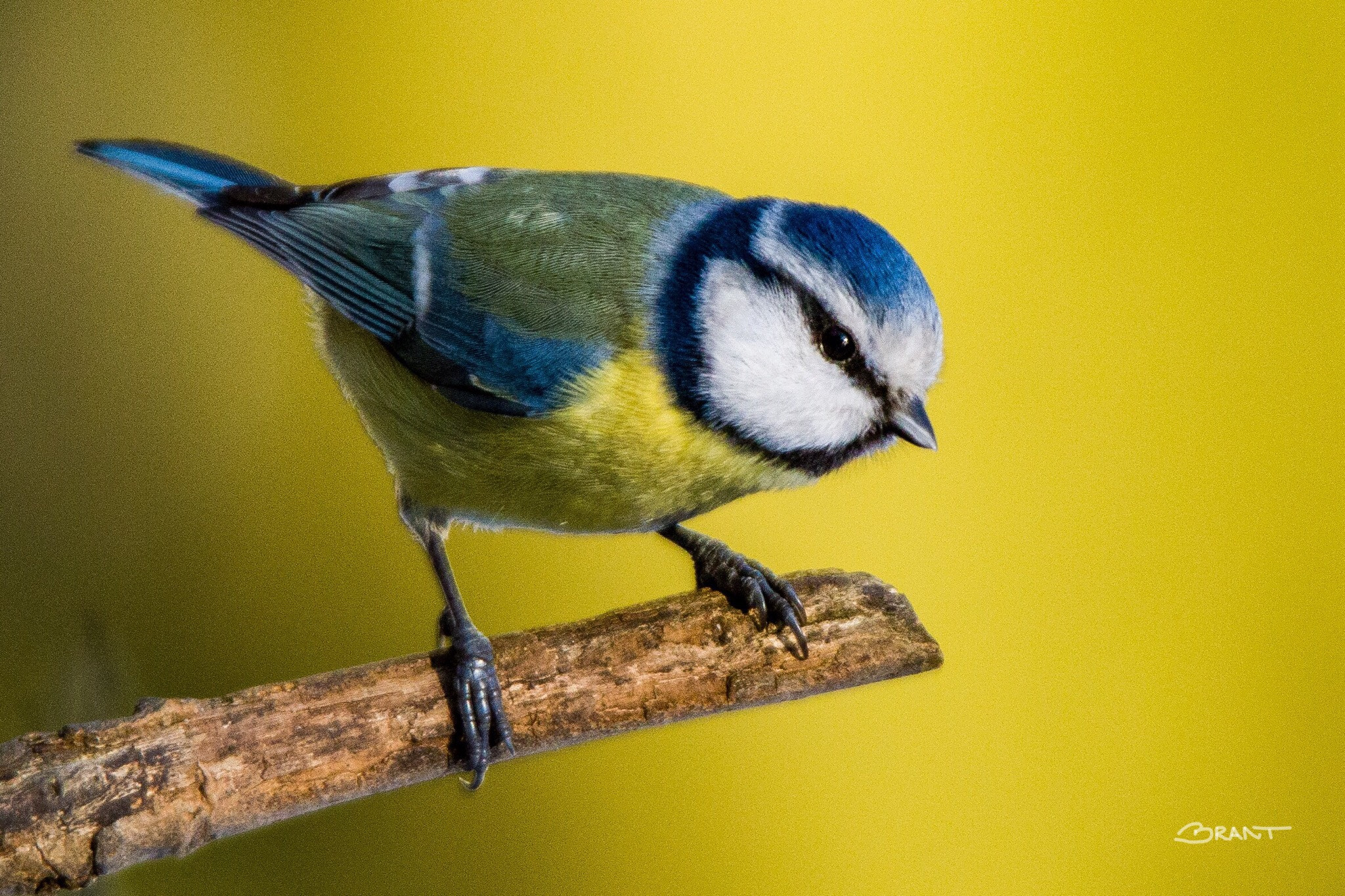 Canon EOS 7D Mark II sample photo. Colorful blue tit photography