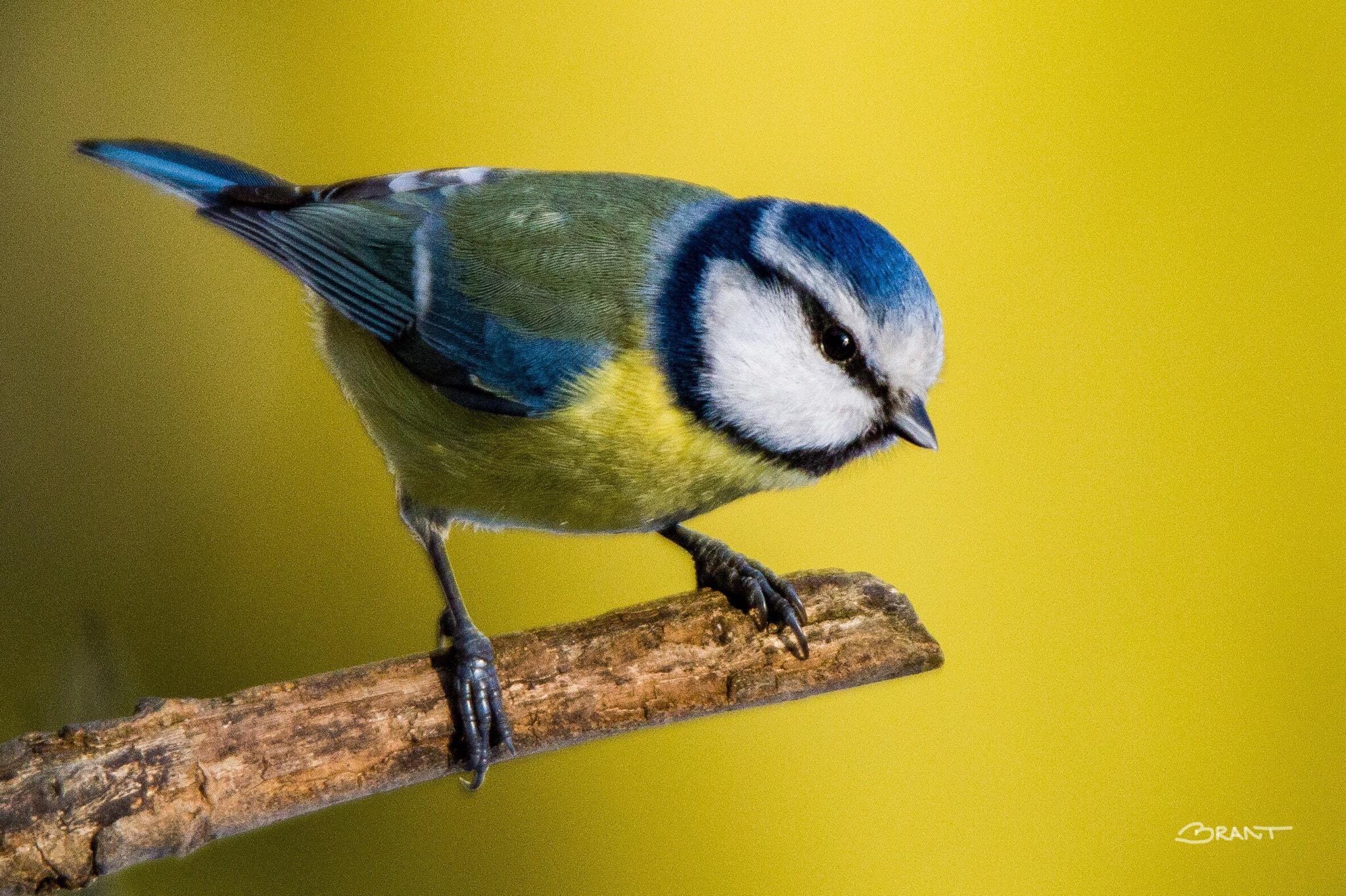 Sigma 150mm f/2.8 EX DG OS HSM APO Macro sample photo. Colorful blue tit photography