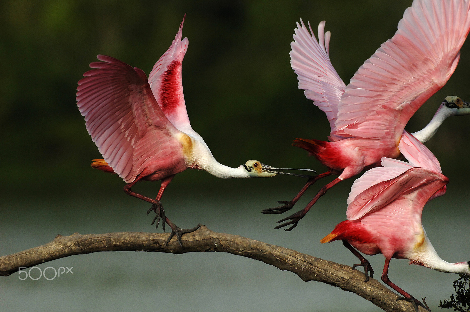 Nikon AF-S Nikkor 500mm F4D ED-IF II sample photo. Rosiette spoonbills high island texas photography