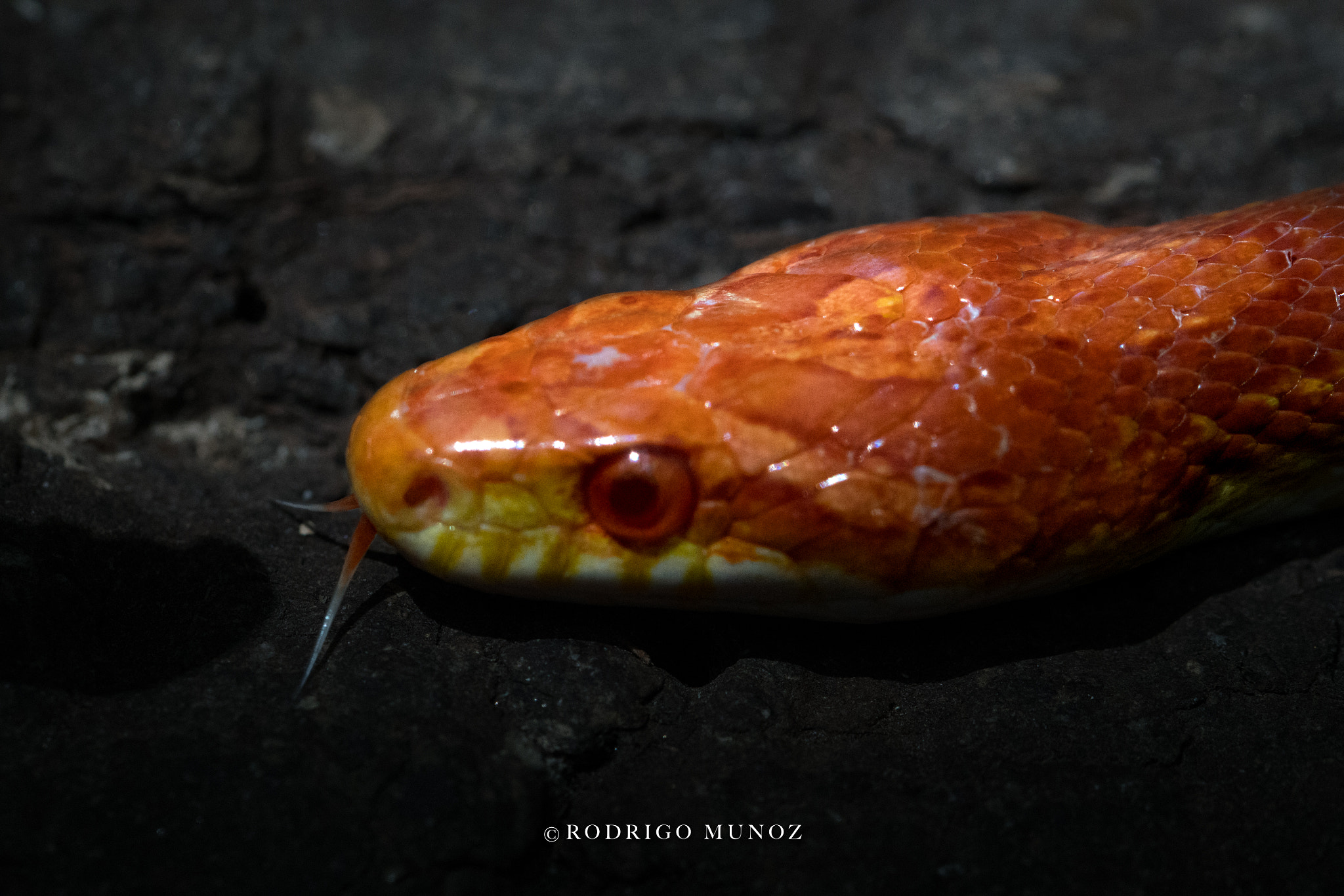 Sony a7R II + Canon EF 100mm F2.8L Macro IS USM sample photo. Orange is the new snake photography