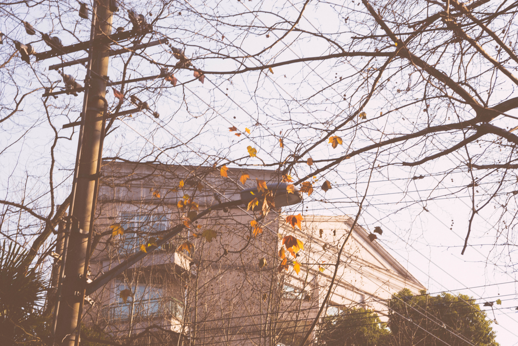 AF Zoom-Nikkor 28-85mm f/3.5-4.5 sample photo. Crowded sky photography