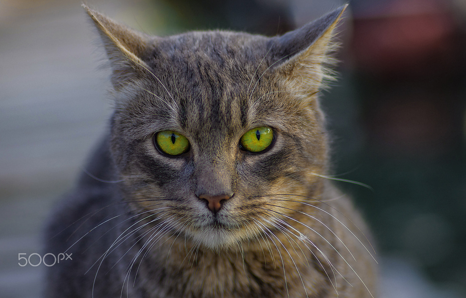 Pentax K-5 + Tamron SP AF 90mm F2.8 Di Macro sample photo. Green eyes photography