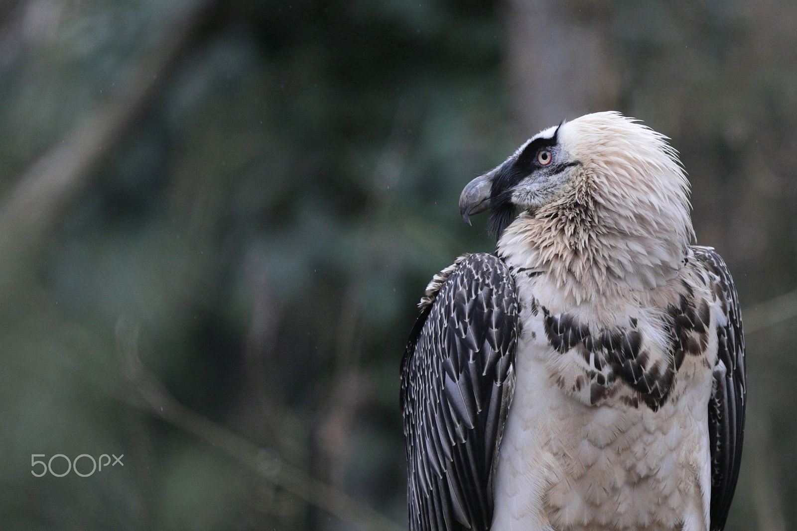 Canon EOS-1D X sample photo. Bearded vulture photography
