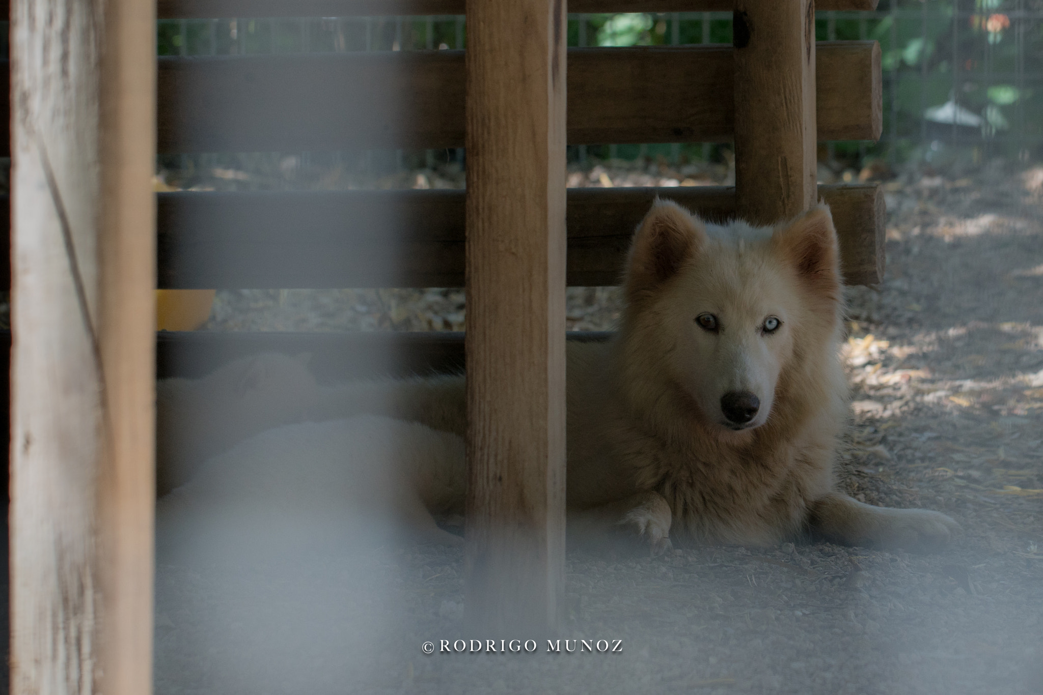 Sony a7R II + Canon EF 100mm F2.8L Macro IS USM sample photo. Momma wolf photography