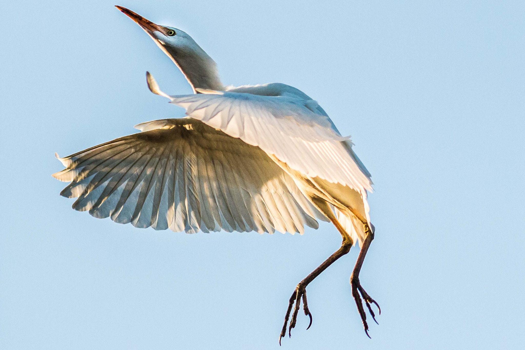 Canon EOS 70D + Canon EF 200mm F2.8L II USM sample photo. White ibis in flight photography